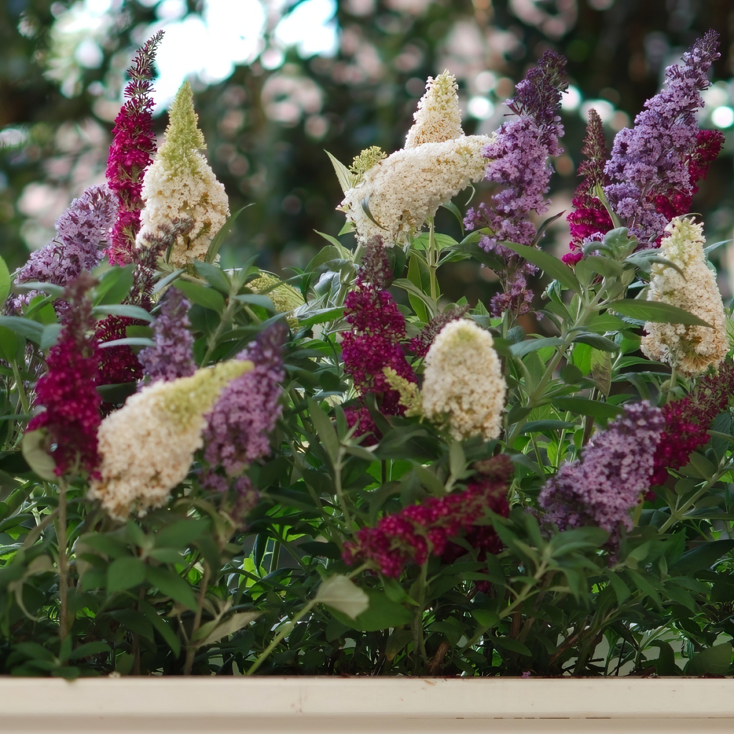 Buddleia 'Triple Treat' Butterfly Bush - 4" Pot