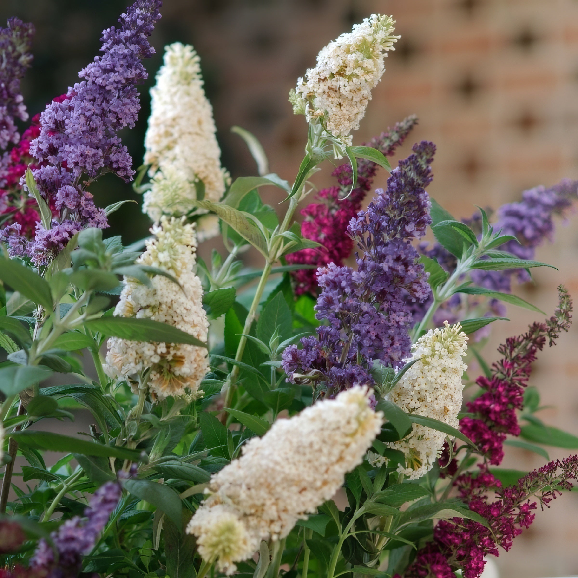 Buddleia 'Triple Treat' Butterfly Bush - 4" Pot