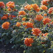 Maria Stern Rose - Bare Root
