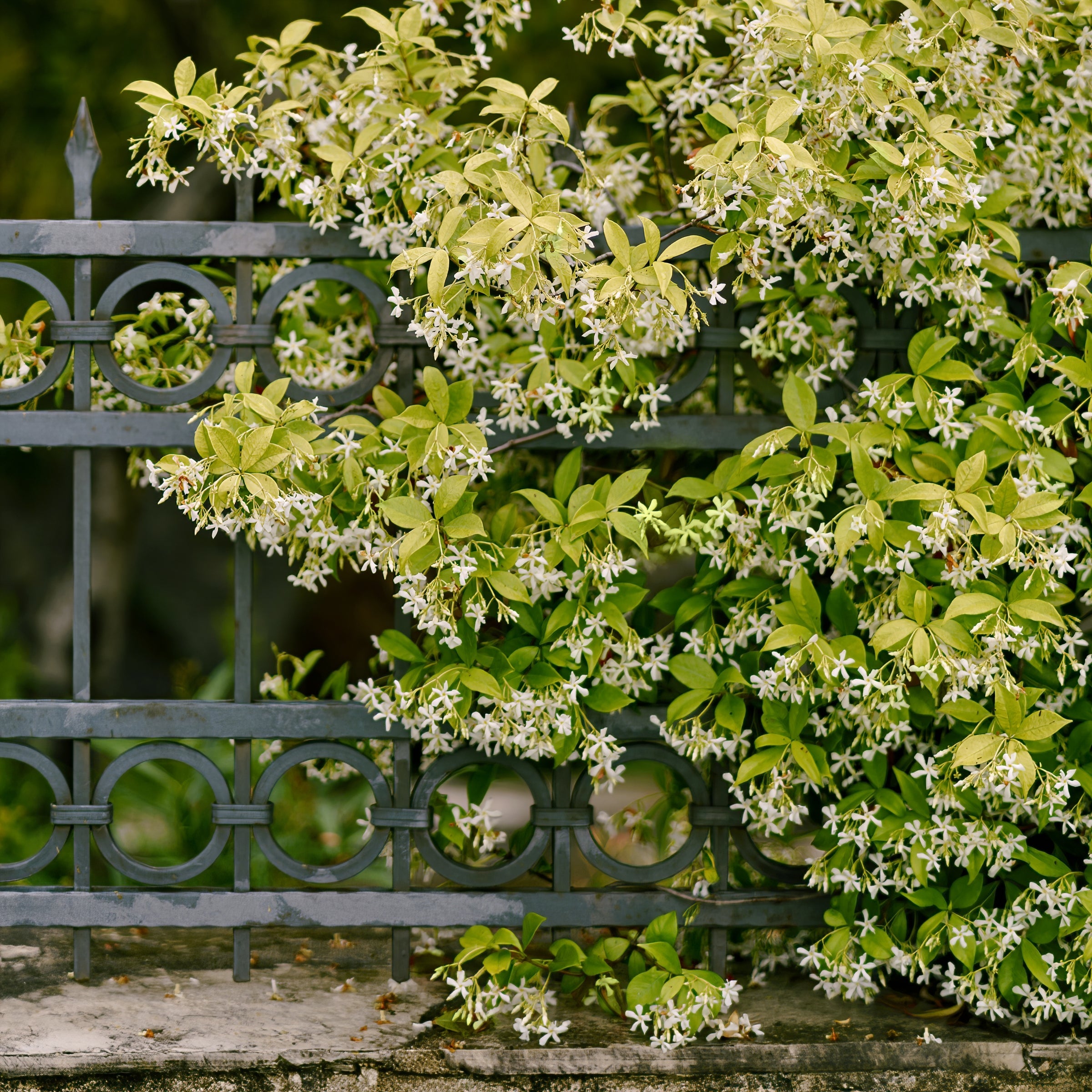 Trachelospermum, Jasmine 'Confederate'  - 1 Gallon Pot