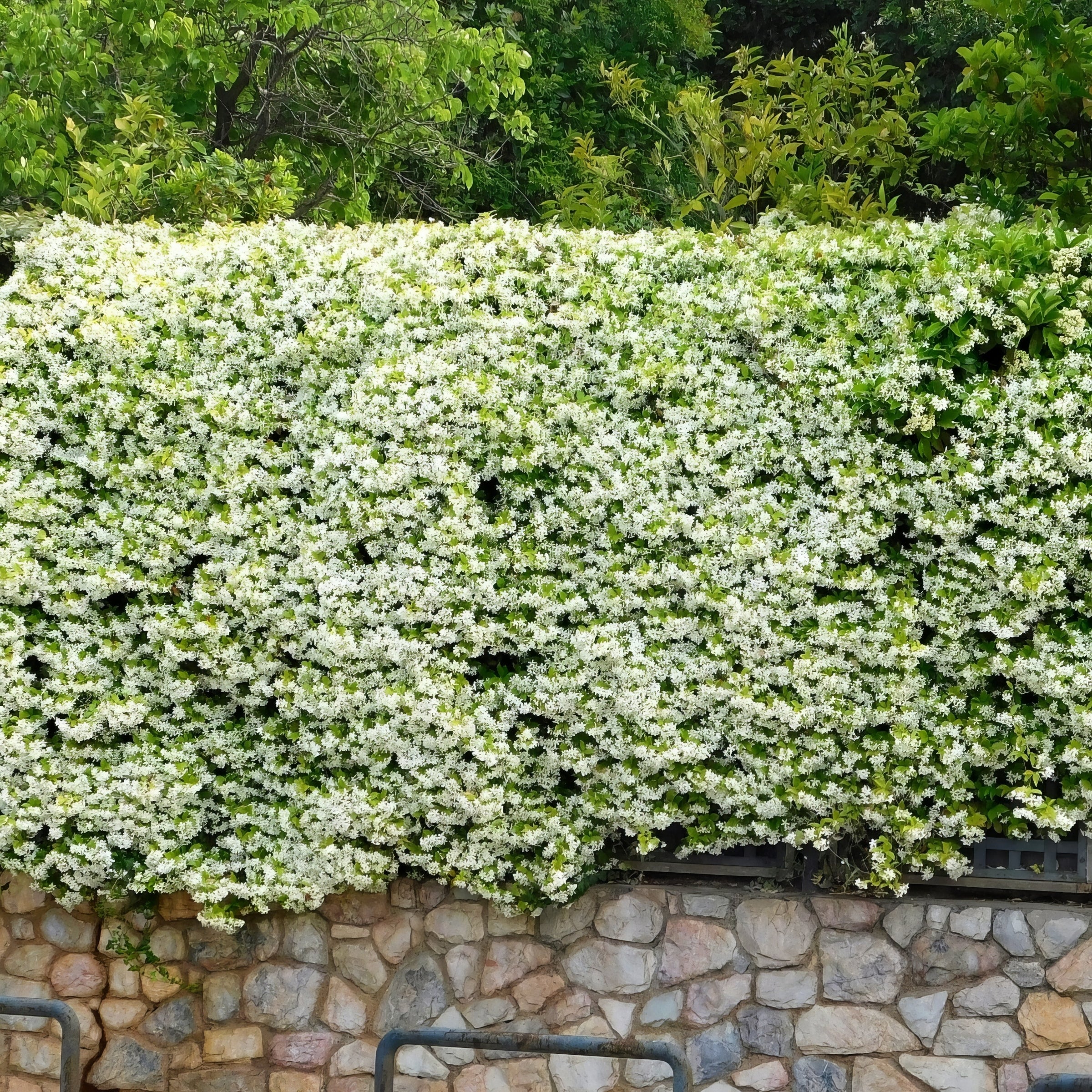 Trachelospermum, Jasmine 'Confederate' - 3 Gallon Pot (PICK UP ONLY)