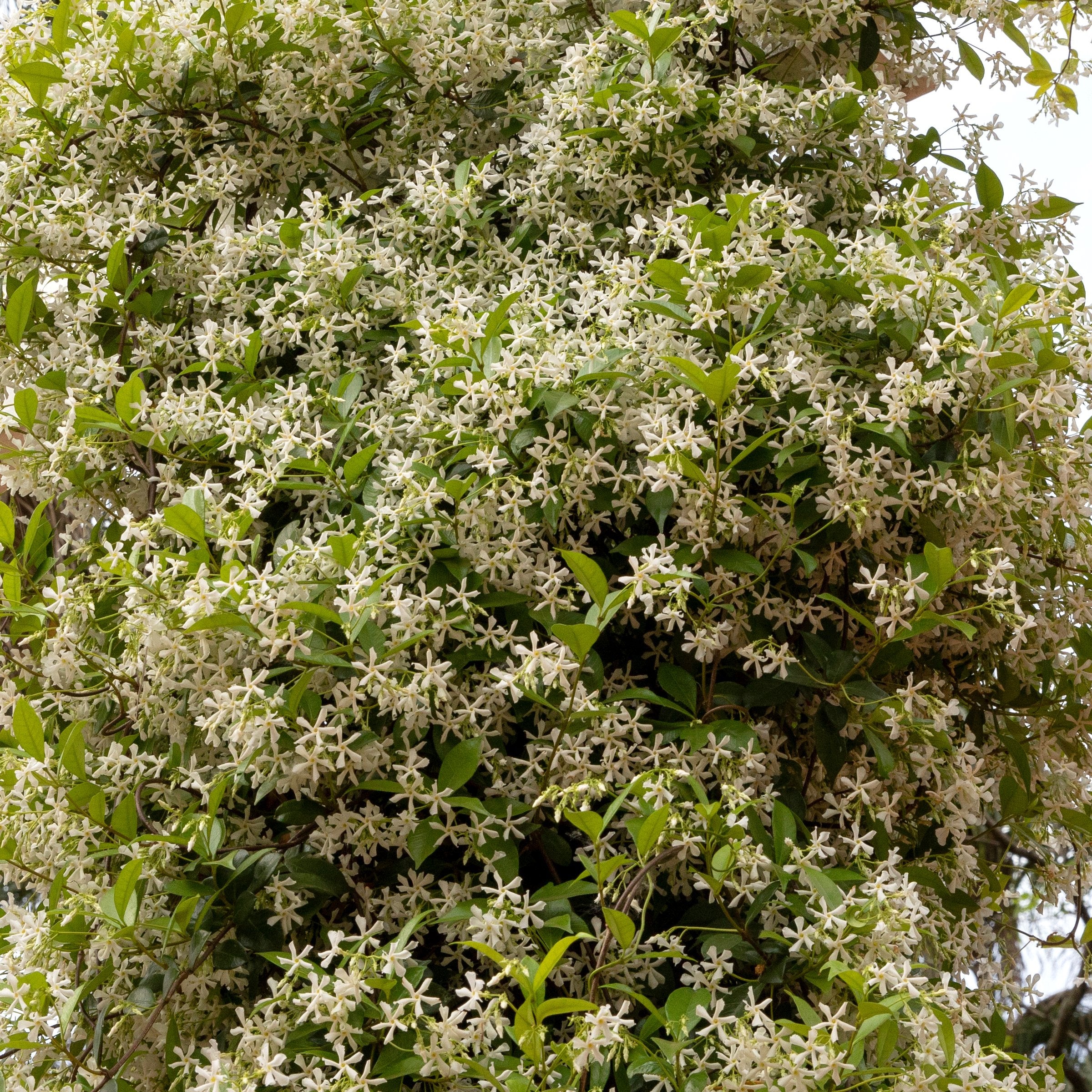 Cottage Farms Direct