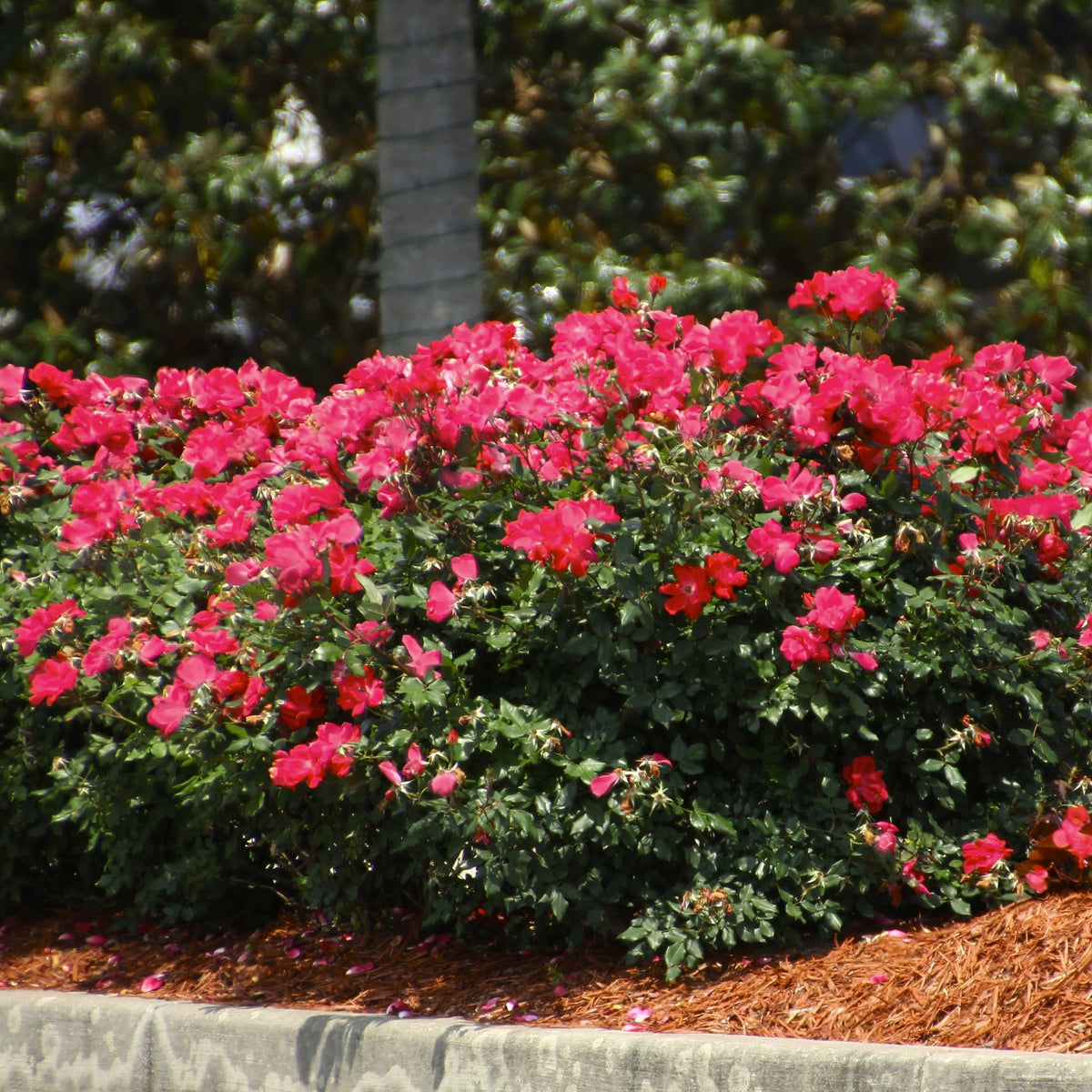 Rose Pink Crush - 3 Gallon Pot