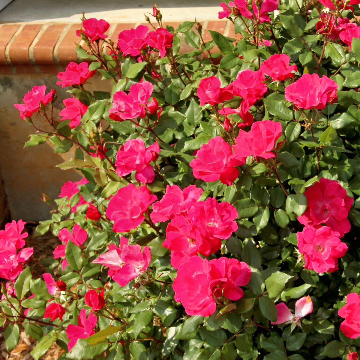 Rose Pink Crush - 3 Gallon Pot