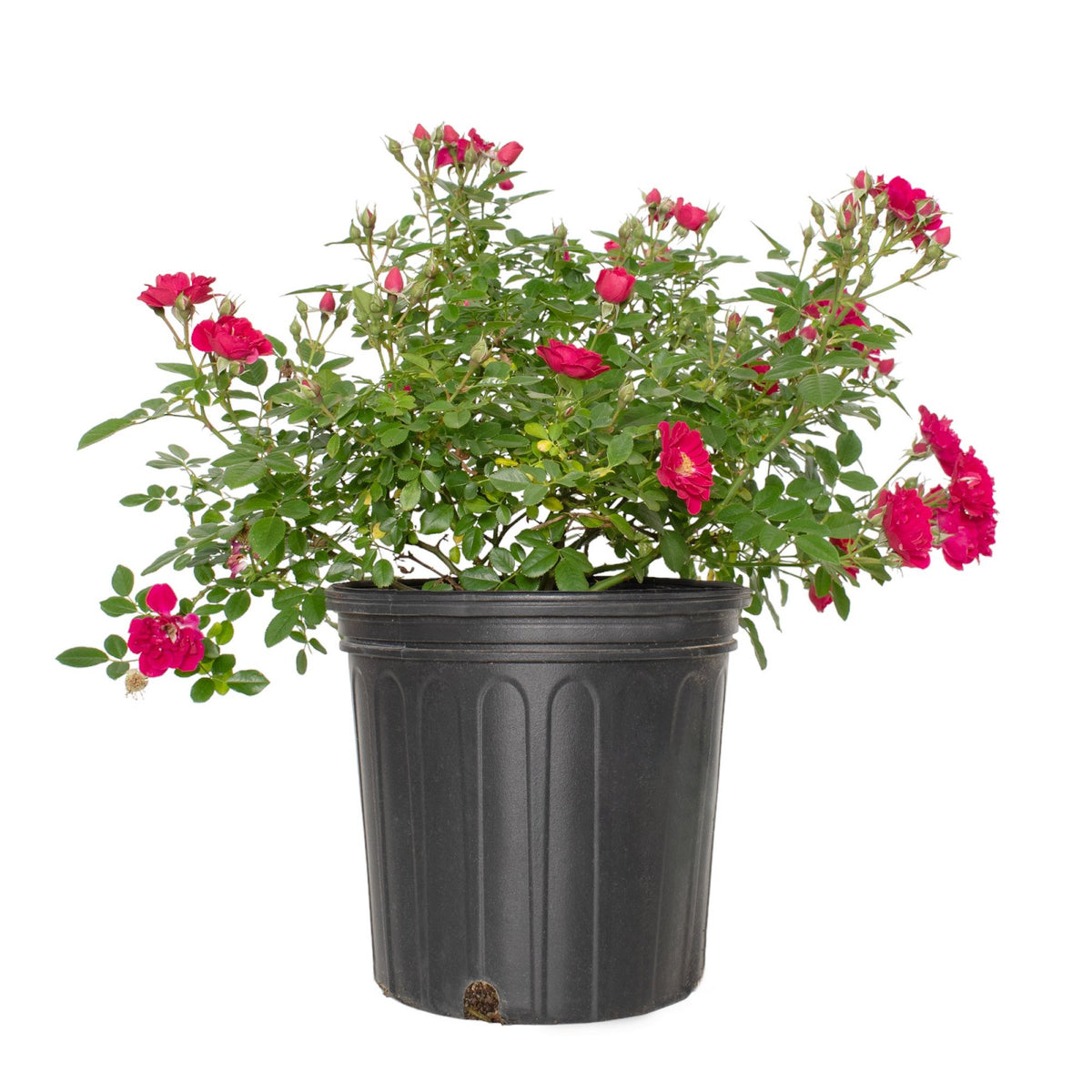 Rose Pink Crush - 3 Gallon Pot