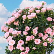 3 Piece Cupcake Mini Rose - 4" Pot (Stacy's Garden Fundraiser)