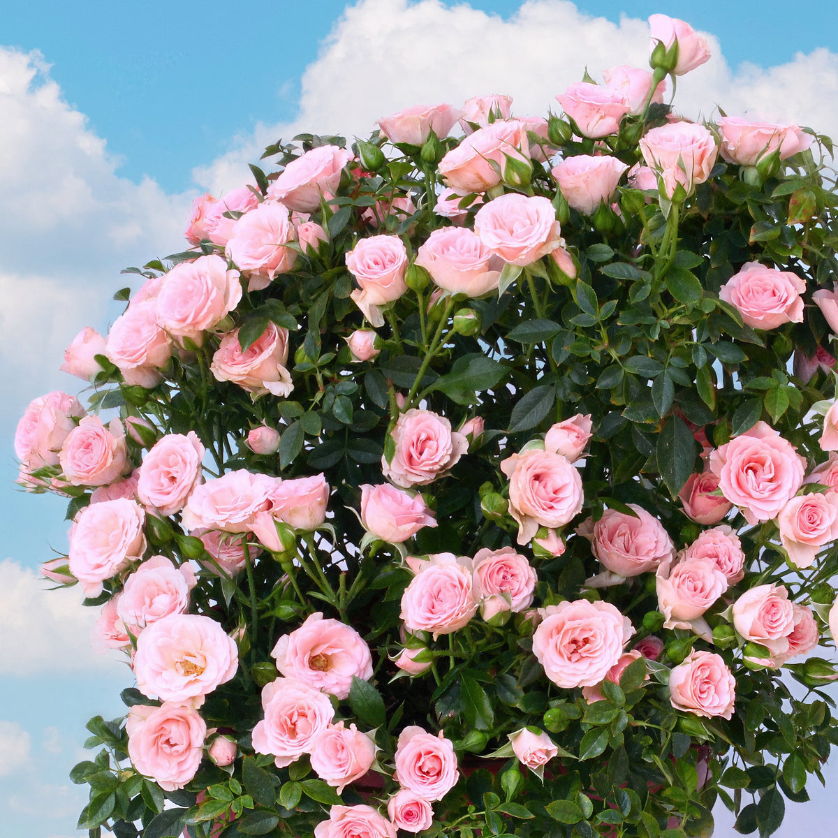 3 Piece Cupcake Mini Rose - 4" Pot (Stacy's Garden Fundraiser)