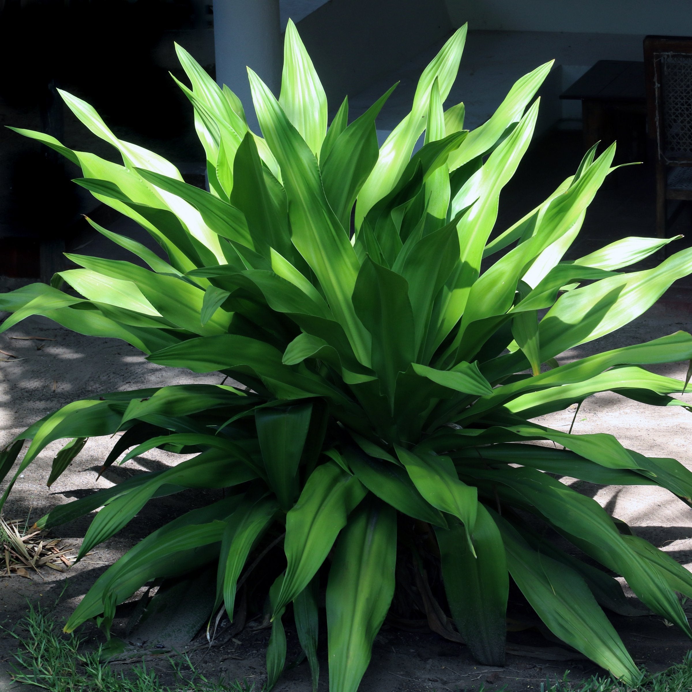 Aspidistra Cast Iron Plant - 1 Gallon Pot