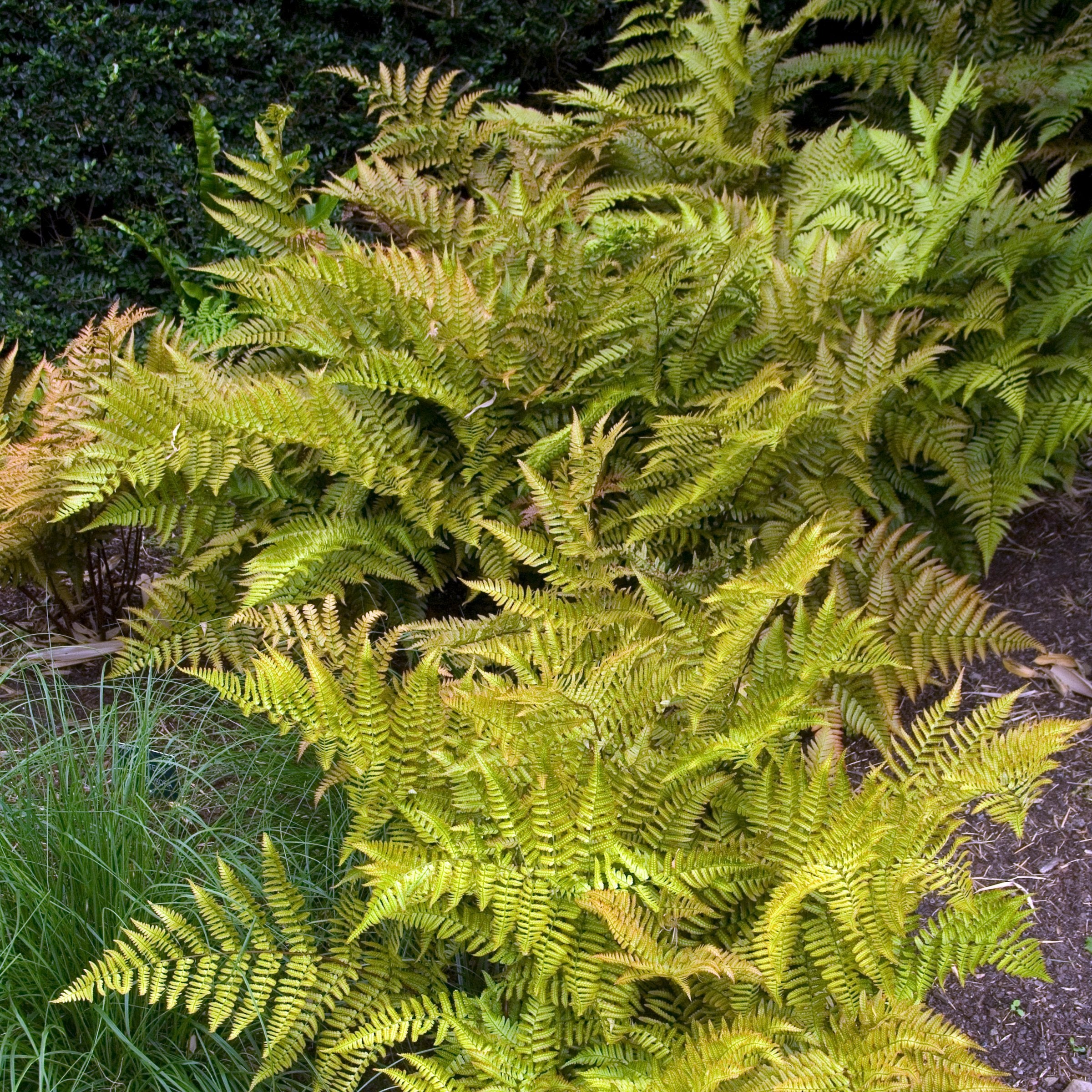 Dryopteris Autumn Fern - 5.5" Pot, THE BIG PLANT SALE