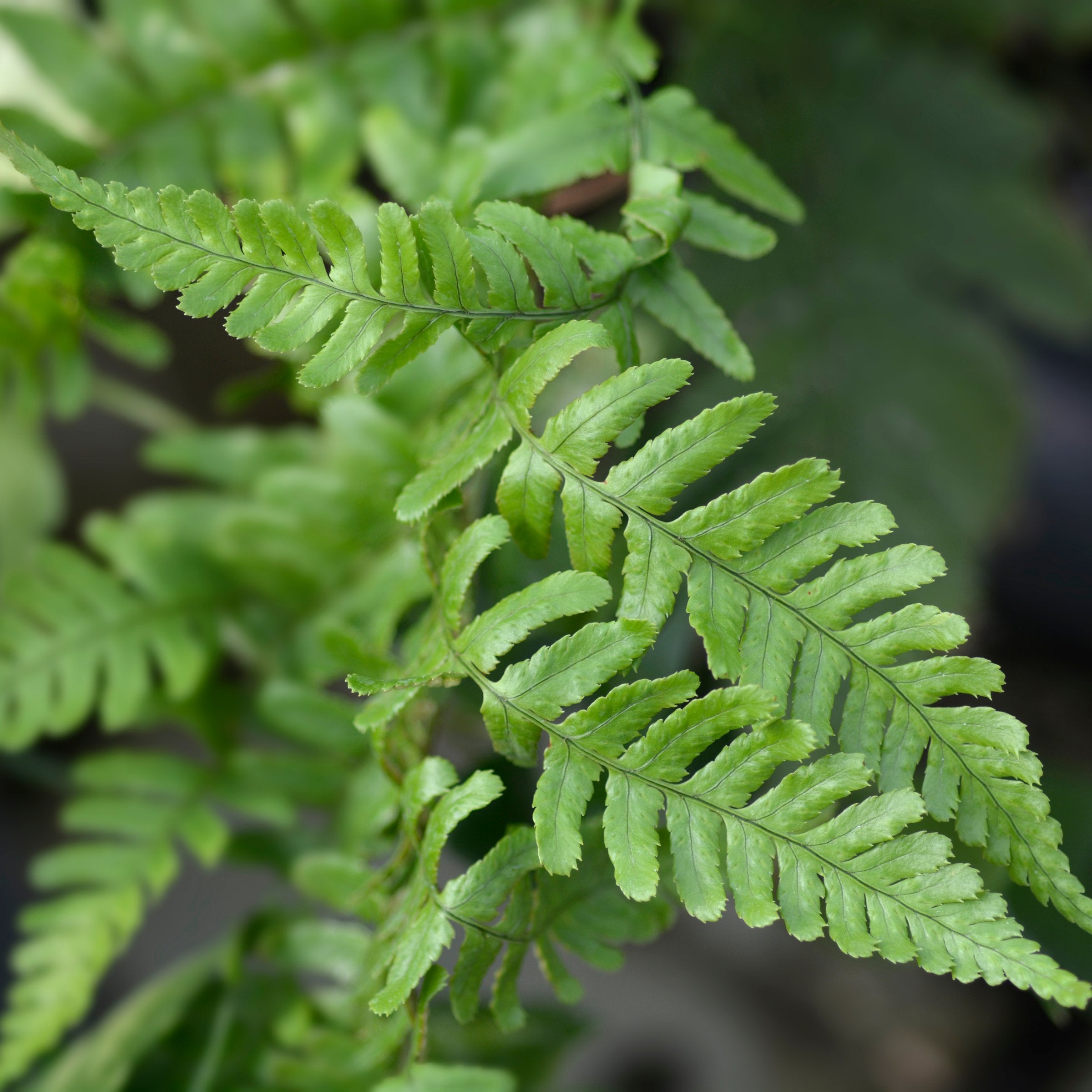 Dryopteris Autumn Fern - 5.5" Pot, THE BIG PLANT SALE