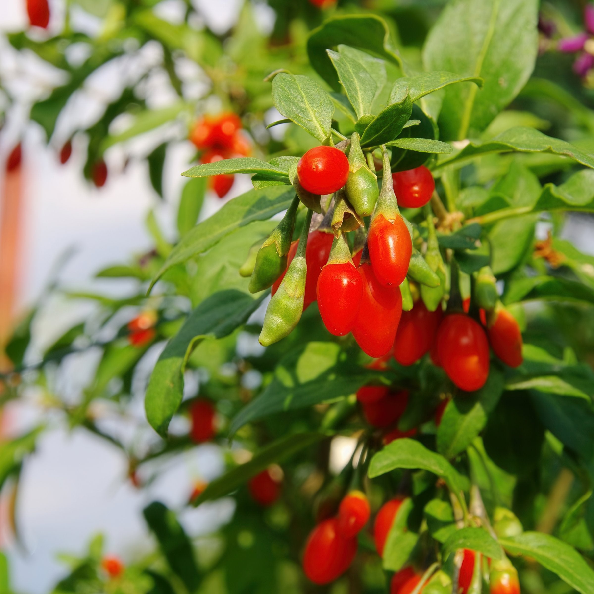 Lycium chinense Goji Berry - 1 Gallon (PICK UP ONLY)