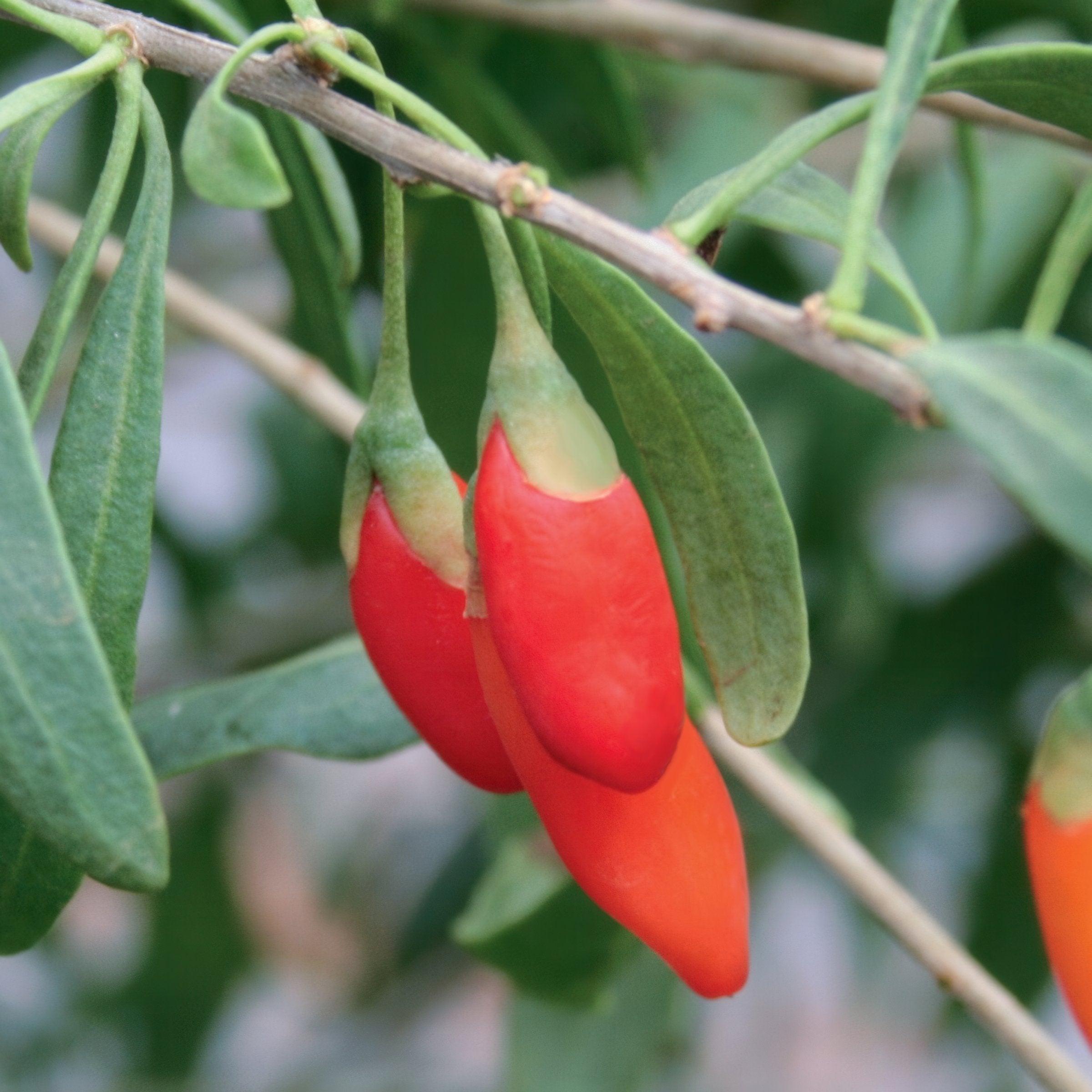Lycium chinense Goji Berry - 1 Gallon (PICK UP ONLY)
