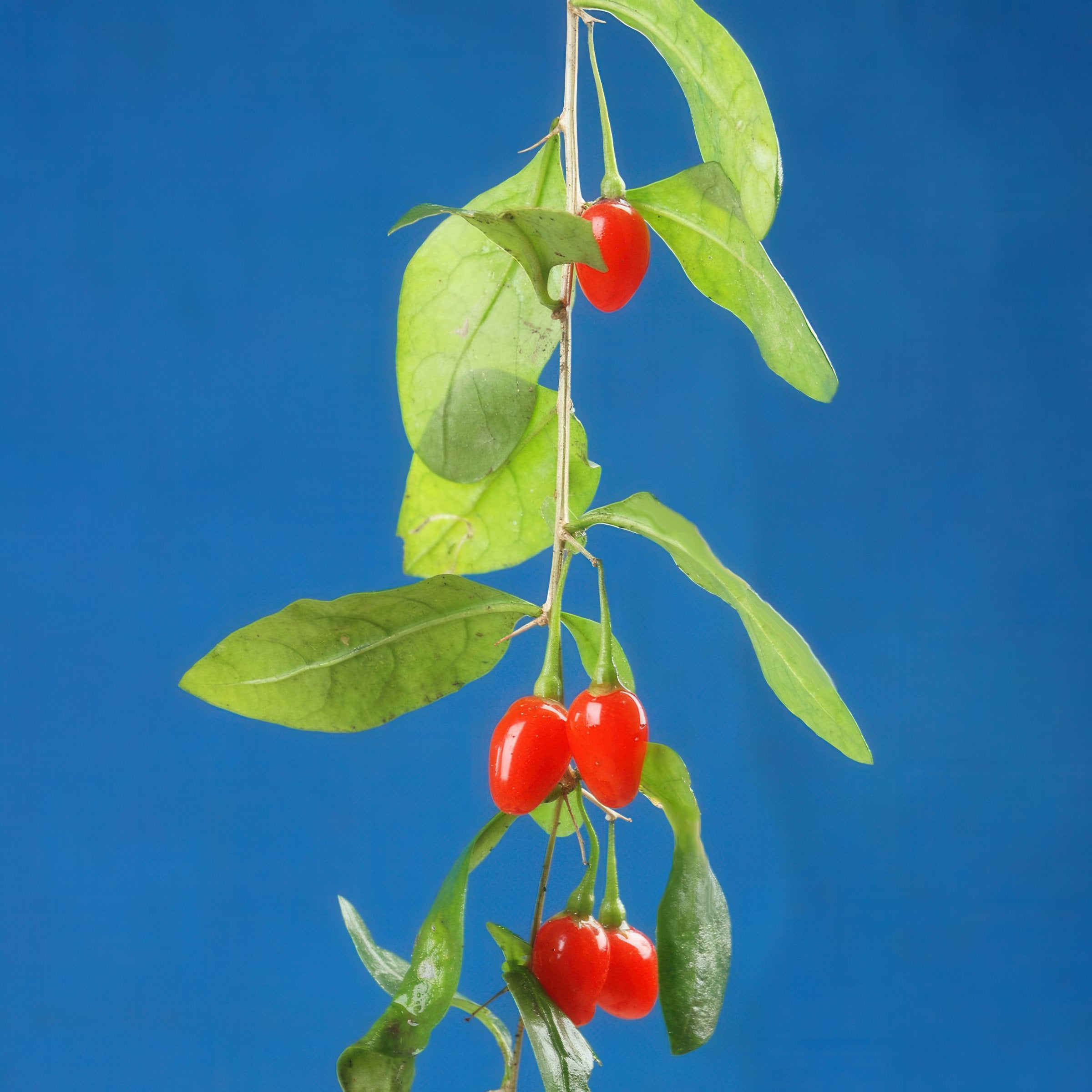 Lycium chinense Goji Berry - 1 Gallon (PICK UP ONLY)