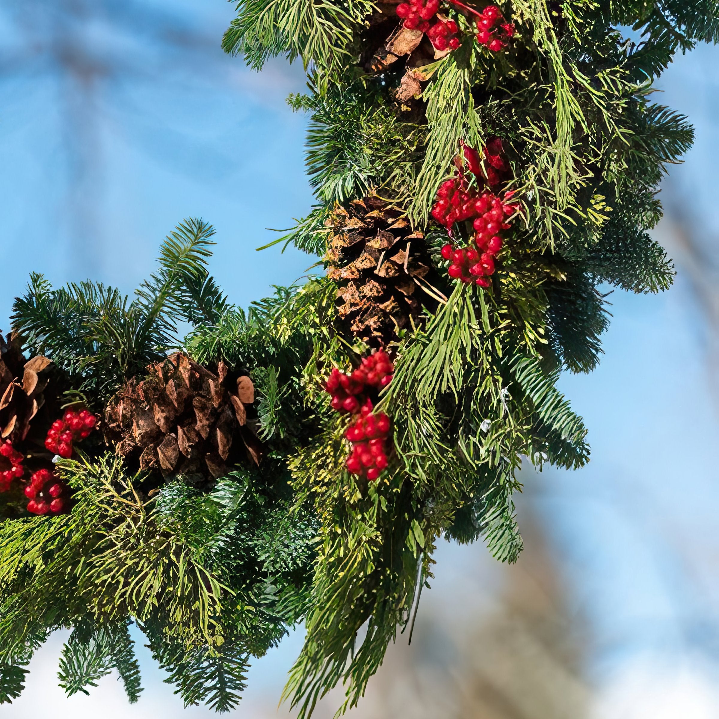 Cottage Farms Direct