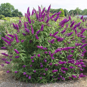 Buddleia 'Royal Razz' Butterfly Bush - 3G Pot