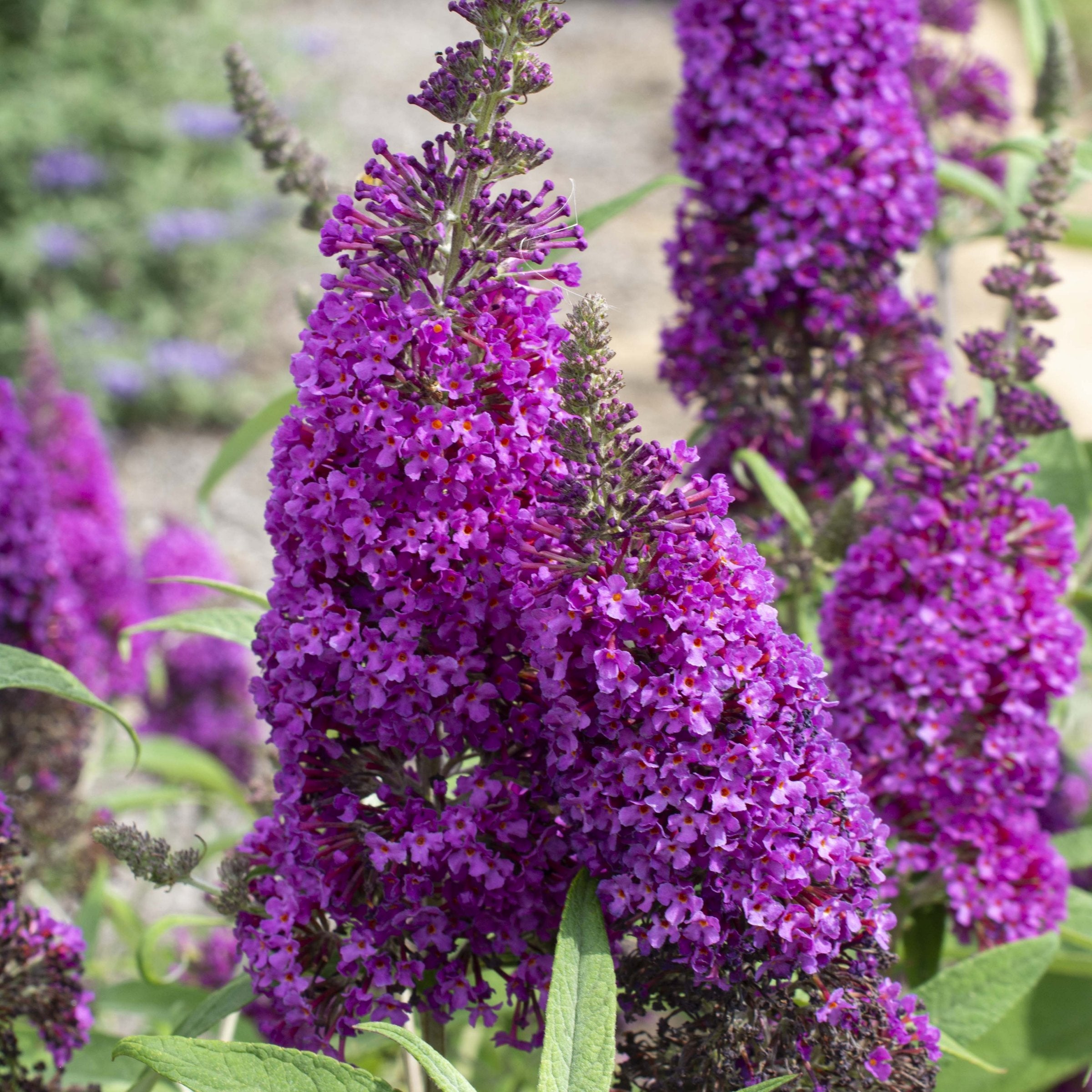 Buddleia 'Royal Razz' Butterfly Bush - 3G Pot
