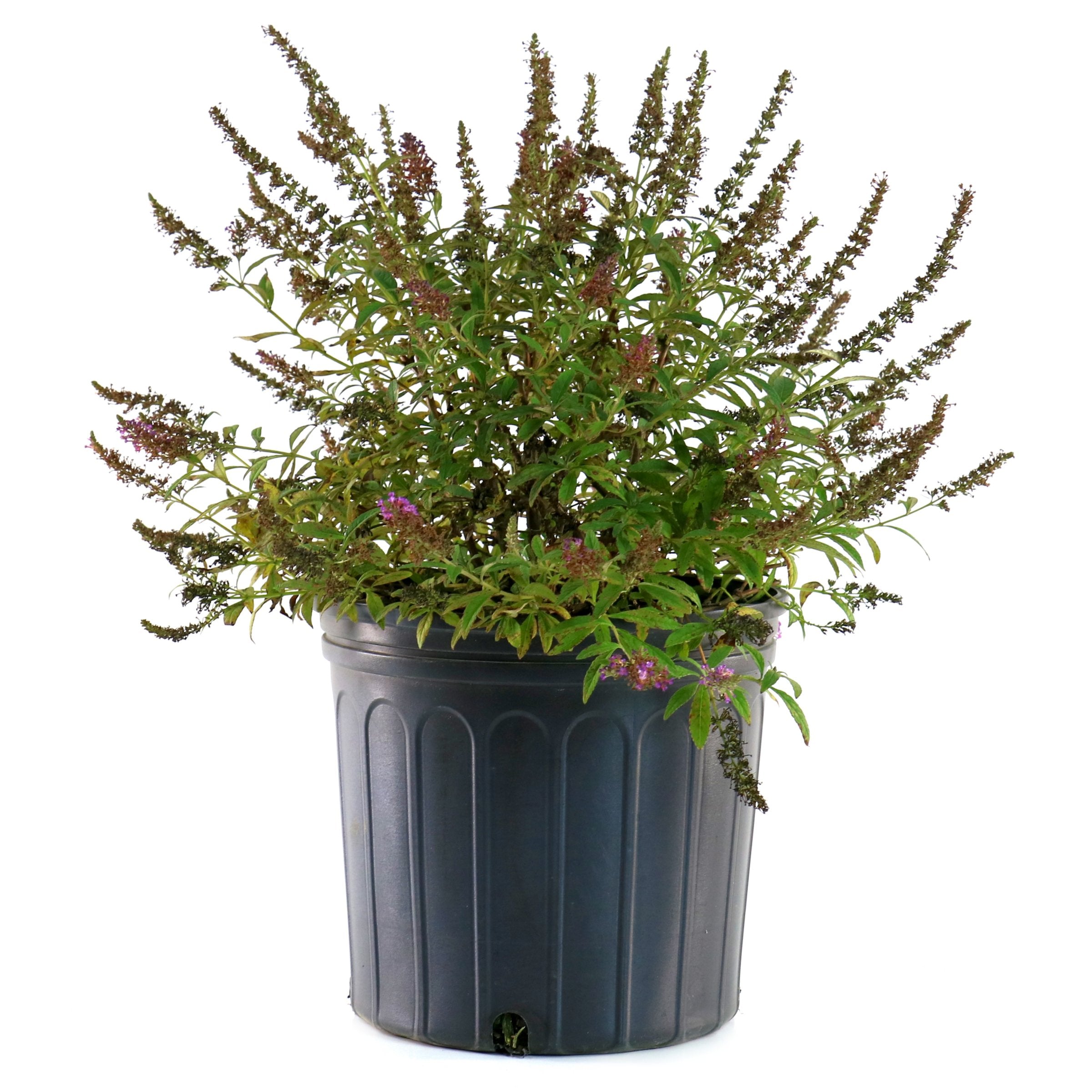 Buddleia 'Royal Razz' Butterfly Bush - 3G Pot