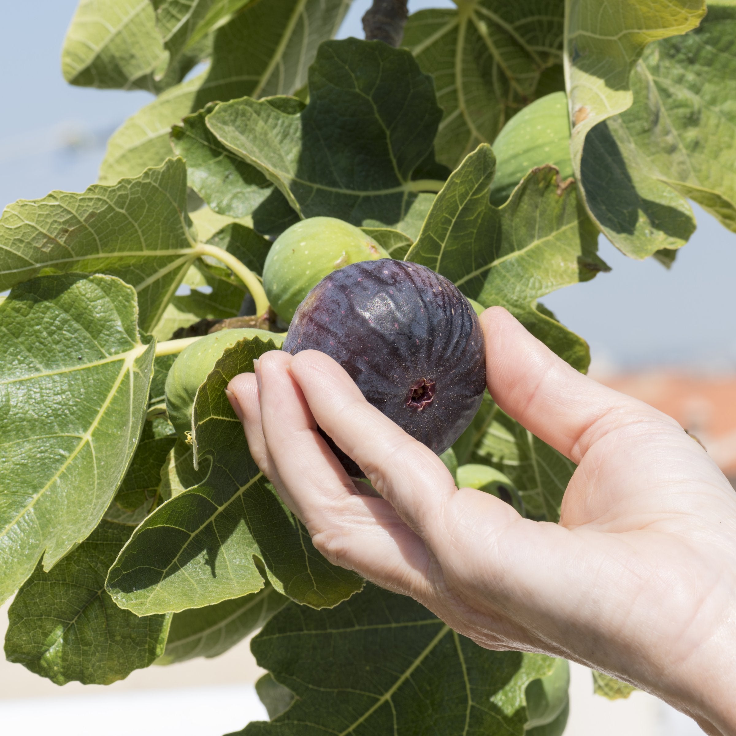 Black Mission' Fig Tree - 1 Gallon Pot (PICK UP ONLY)