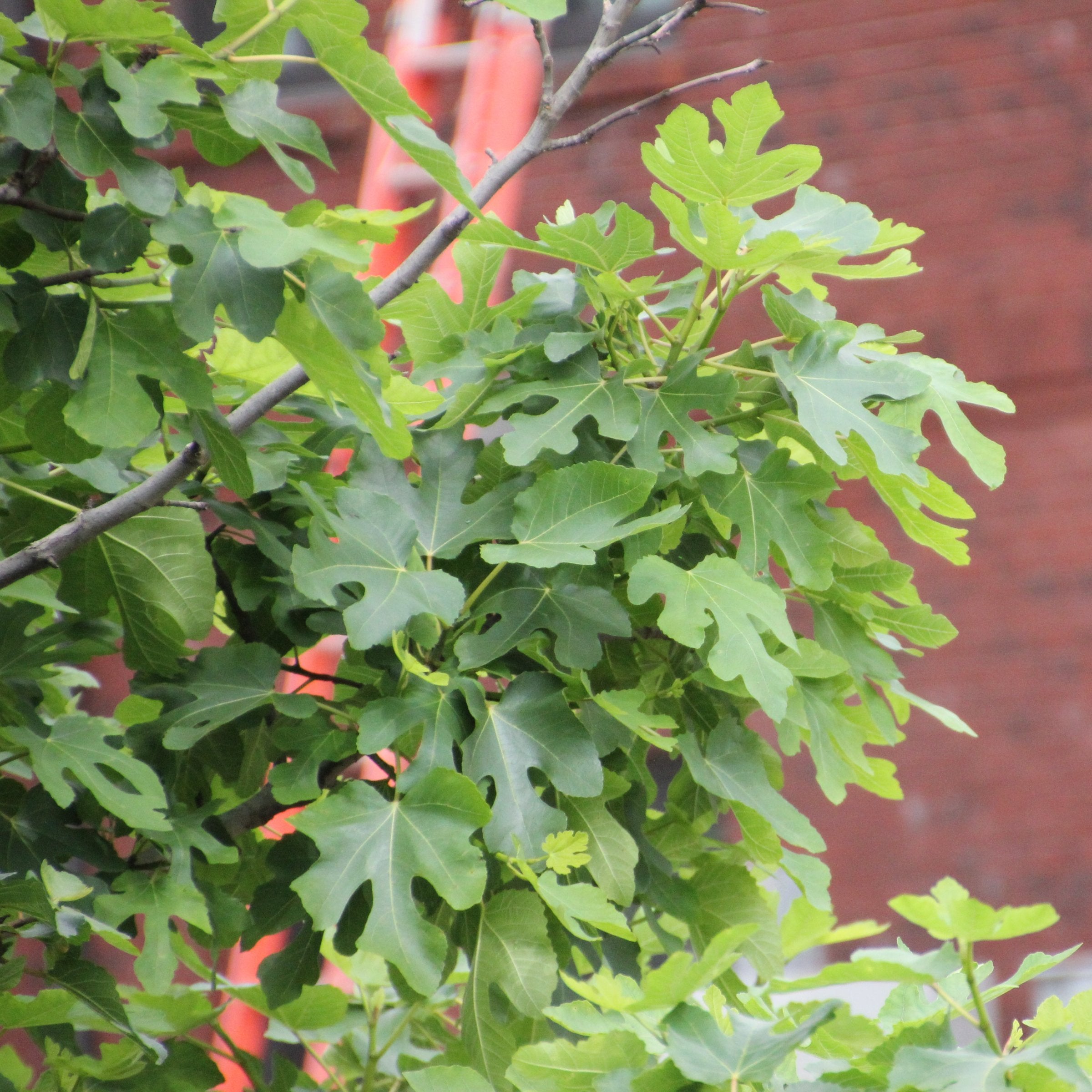 Black Mission' Fig Tree - 1 Gallon Pot (PICK UP ONLY)