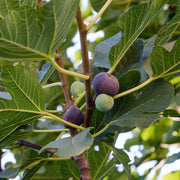Brown Turkey' Fig Tree - 1 Gallon Pot (PICK UP ONLY)
