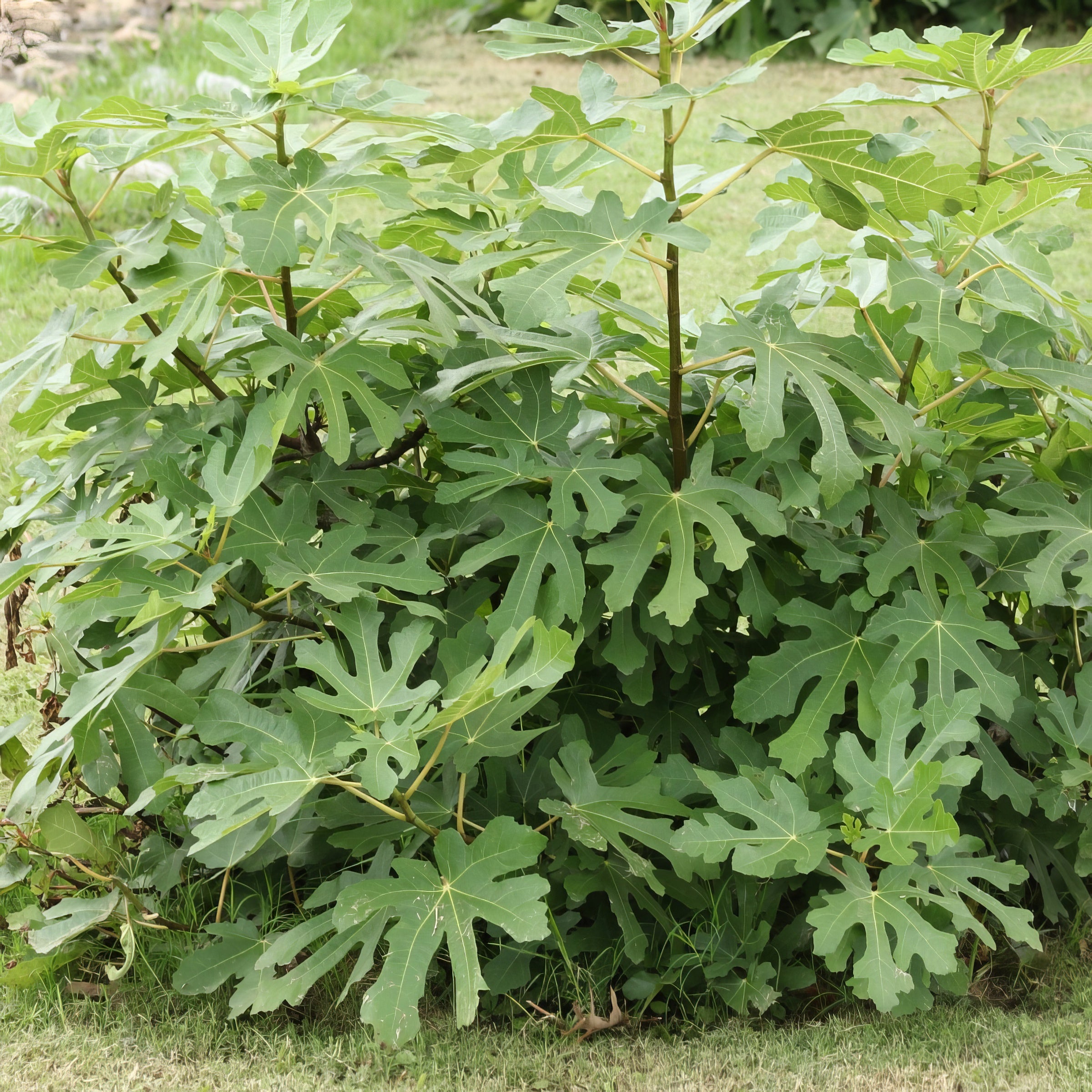 Brown Turkey' Fig Tree - 1 Gallon Pot (PICK UP ONLY)