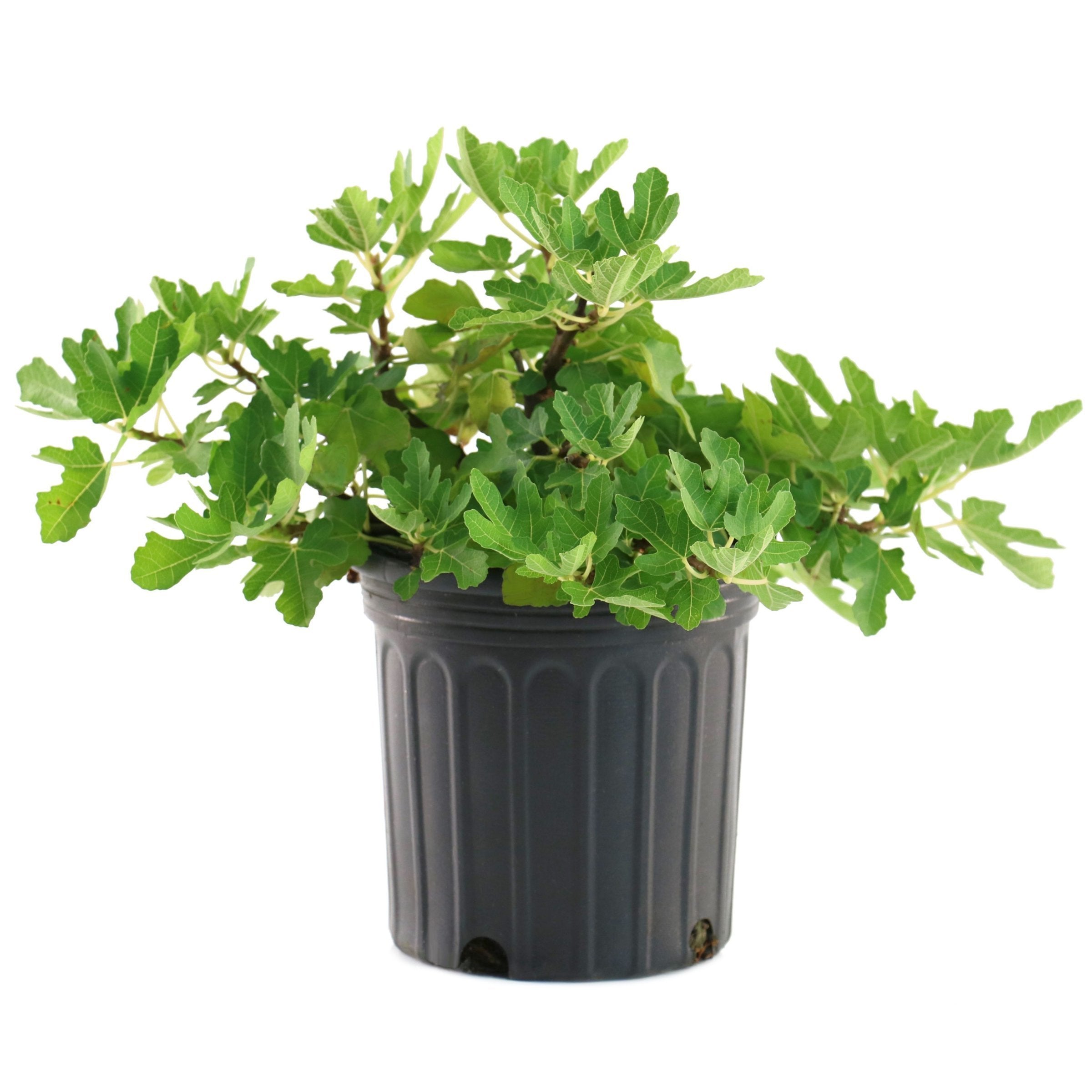 Brown Turkey' Fig Tree - 1 Gallon Pot (PICK UP ONLY)