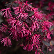 Loropetalum 'Cerise Charm' Fringe Flower Shrub - 1 Gallon Pot