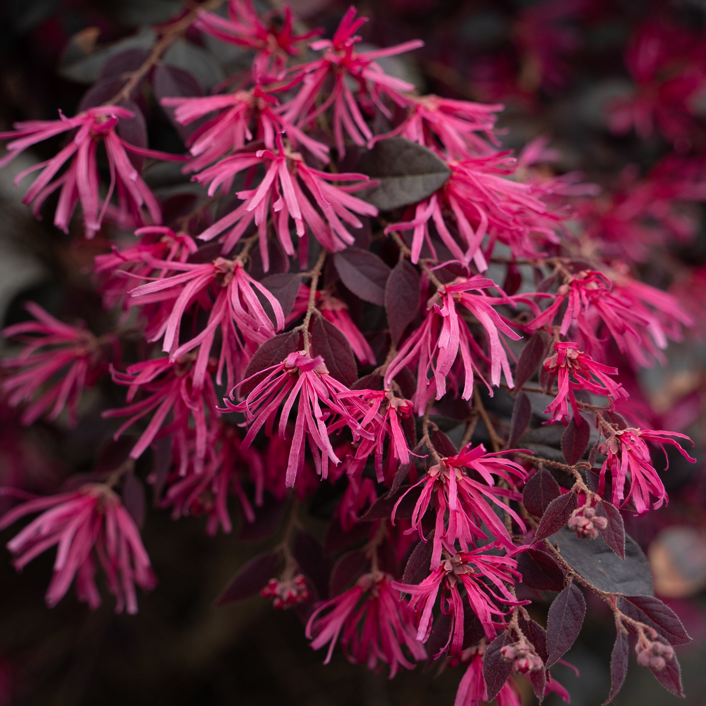 Loropetalum 'Cerise Charm' Fringe Flower Shrub - 1 Gallon Pot