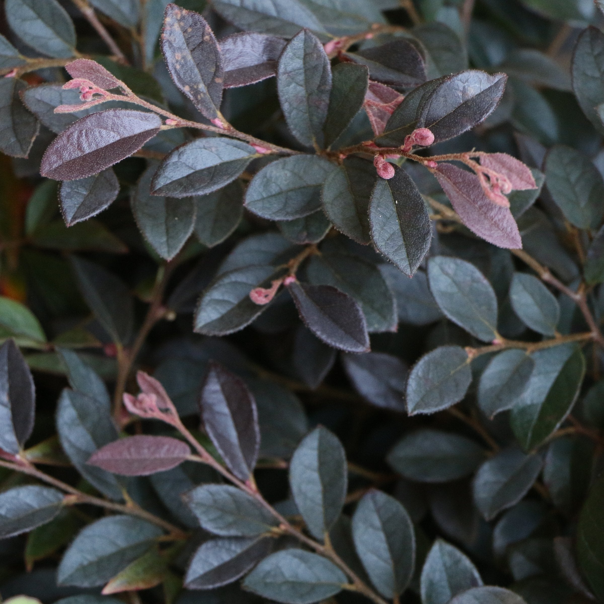 Loropetalum 'Cerise Charm' Fringe Flower Shrub - 1 Gallon Pot