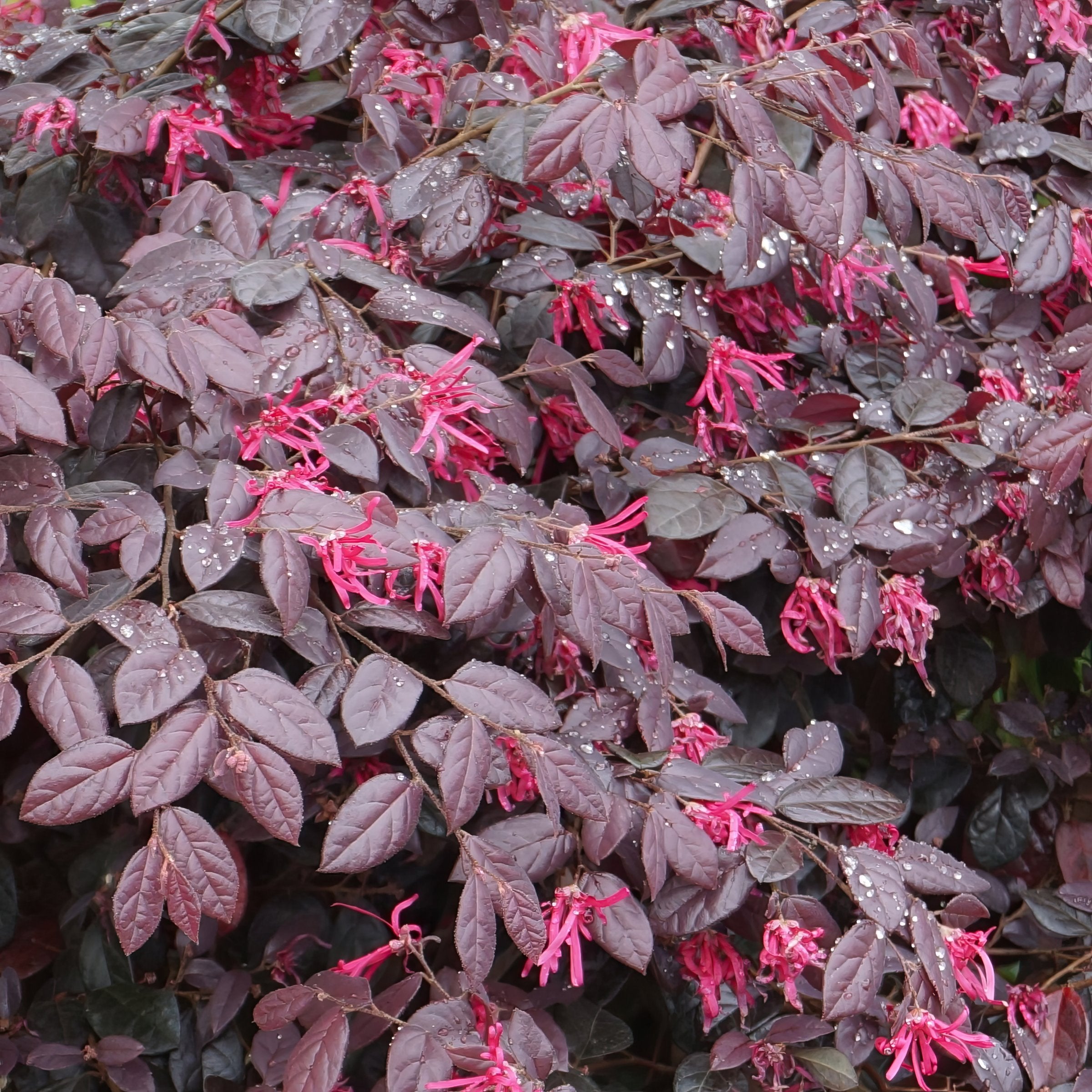 Loropetalum 'Cerise Charm' Fringe Flower Shrub - 1 Gallon Pot