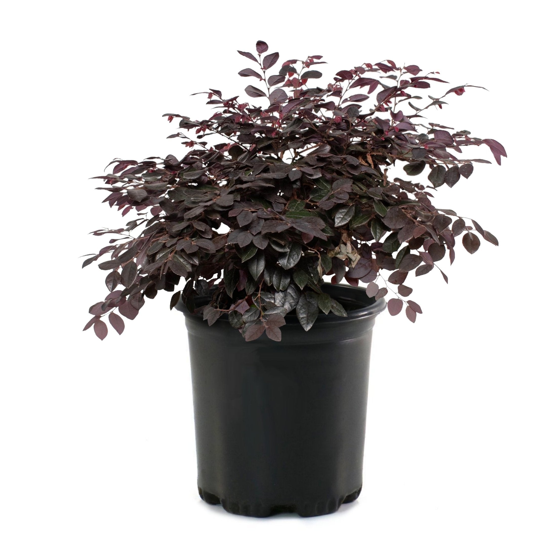 Loropetalum 'Cerise Charm' Fringe Flower Shrub - 1 Gallon Pot