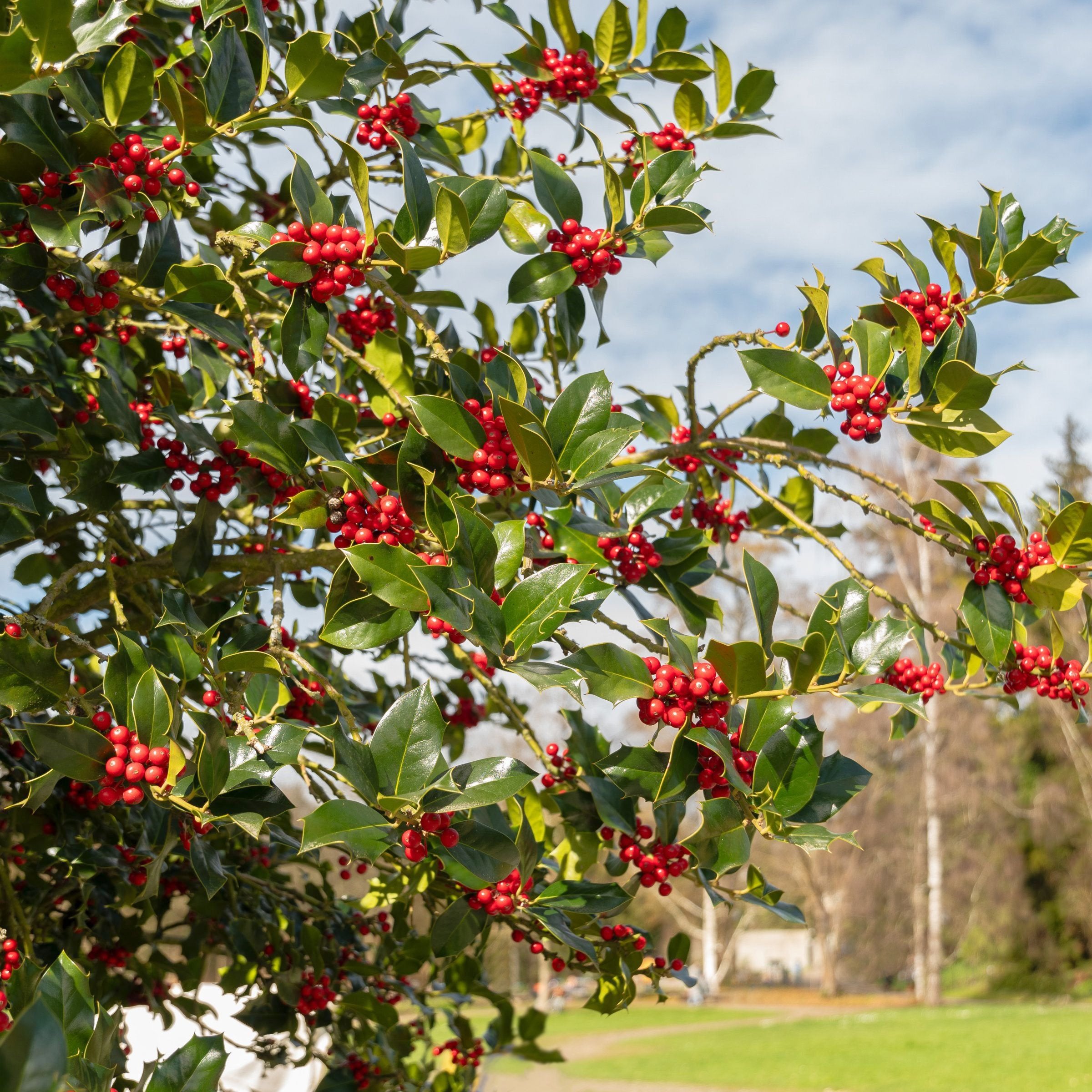 Ilex crenata 'Pyramidalis' Pyramid Holly Shrub  - 1 Gallon Pot (PICK UP SALE)