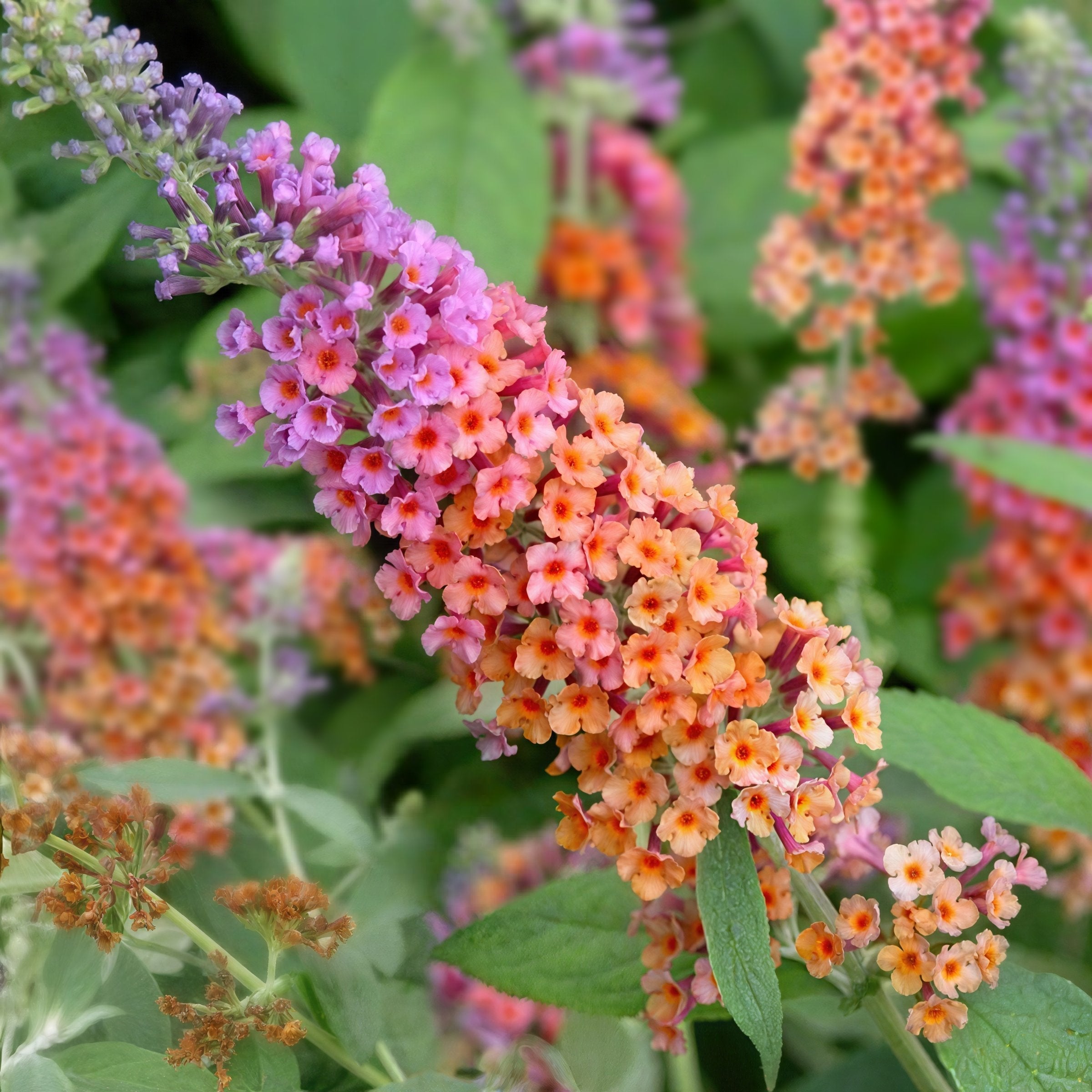 Buddleia 'Bicolor' Butterfly Bush - 3 Gallon Pot