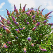 Buddleia 'Bicolor' Butterfly Bush - 3 Gallon Pot