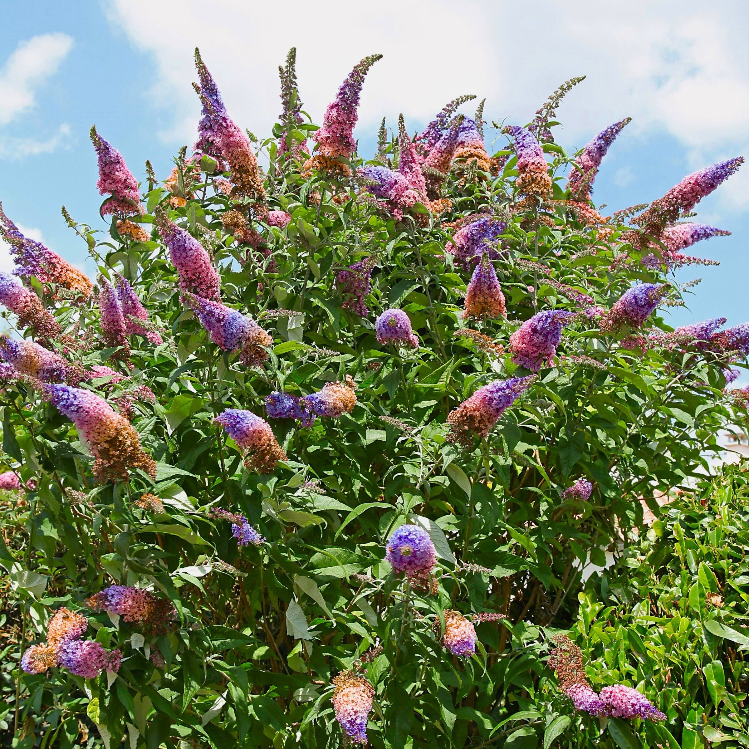 Buddleia 'Bicolor' Butterfly Bush - 3 Gallon Pot