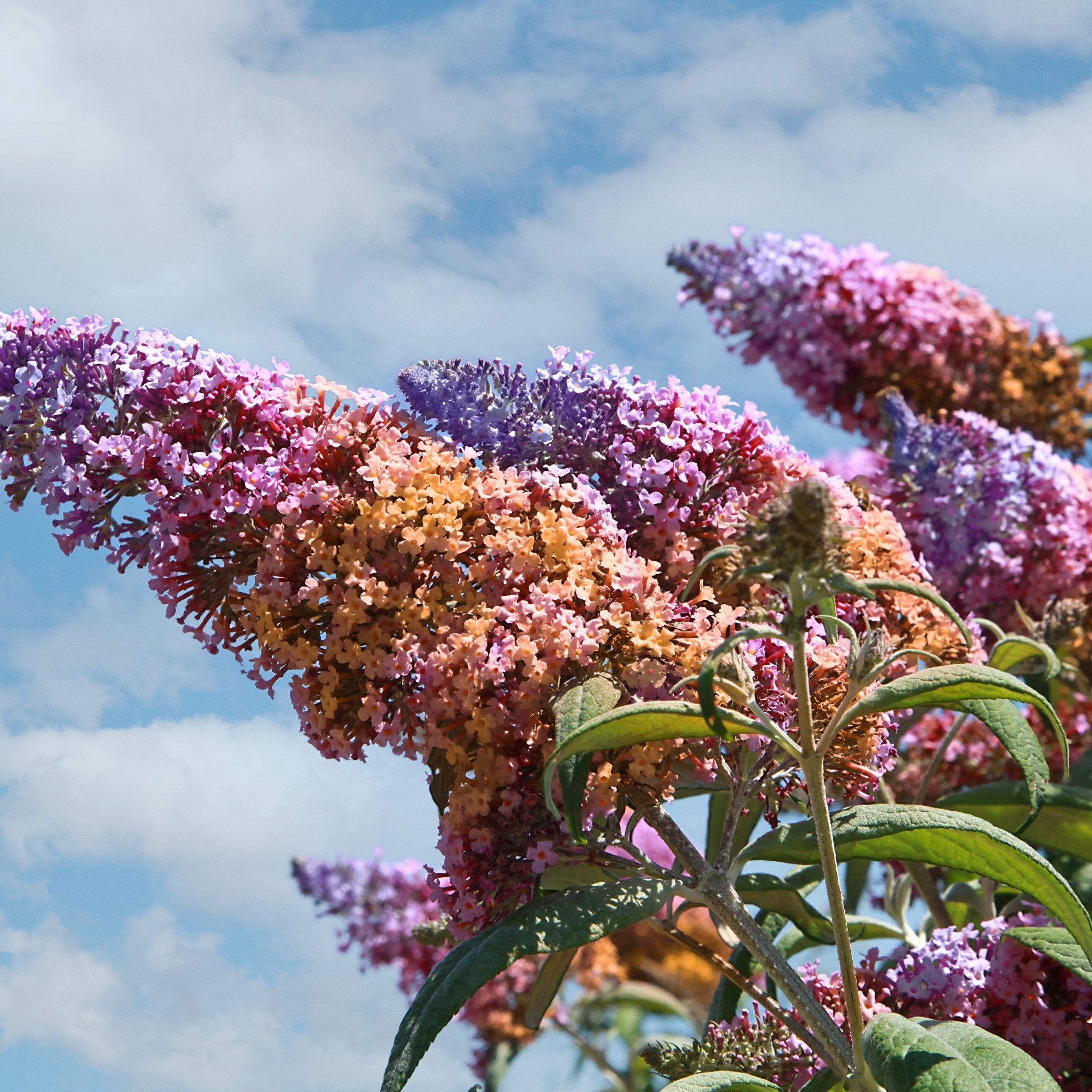 Buddleia 'Bicolor' Butterfly Bush - 3 Gallon Pot