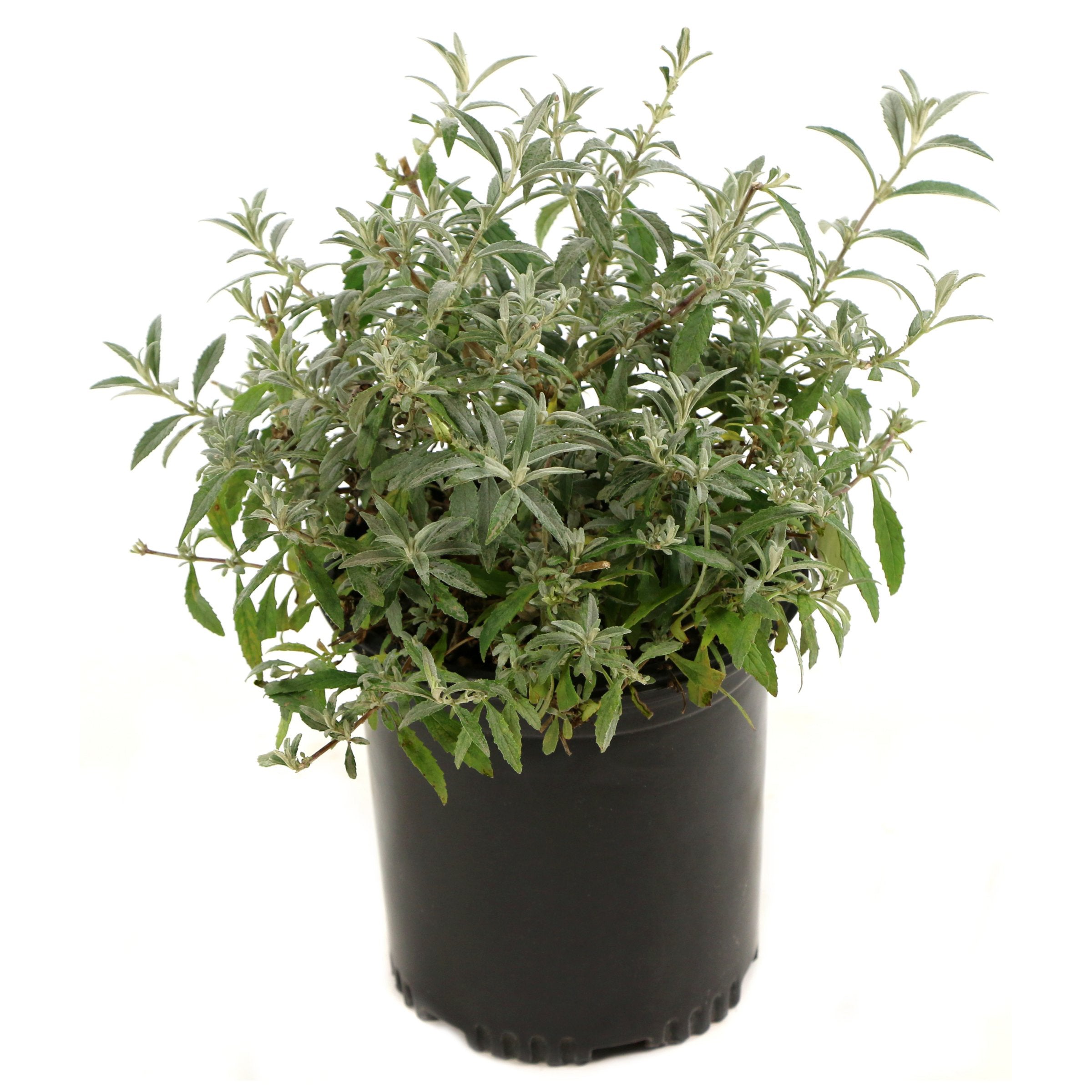 Buddleia 'Bicolor' Butterfly Bush - 3 Gallon Pot