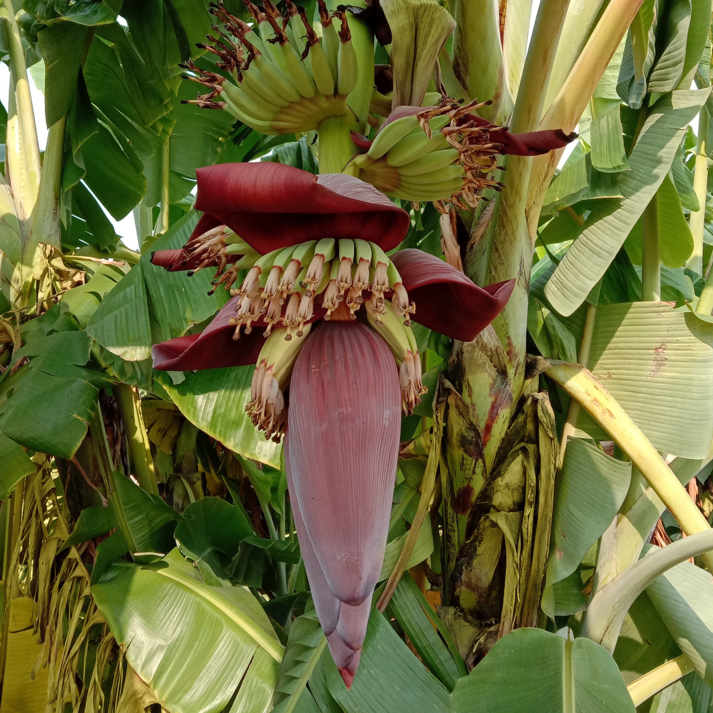 Musa Dwarf Cavendish Banana - 1 Gallon Pot