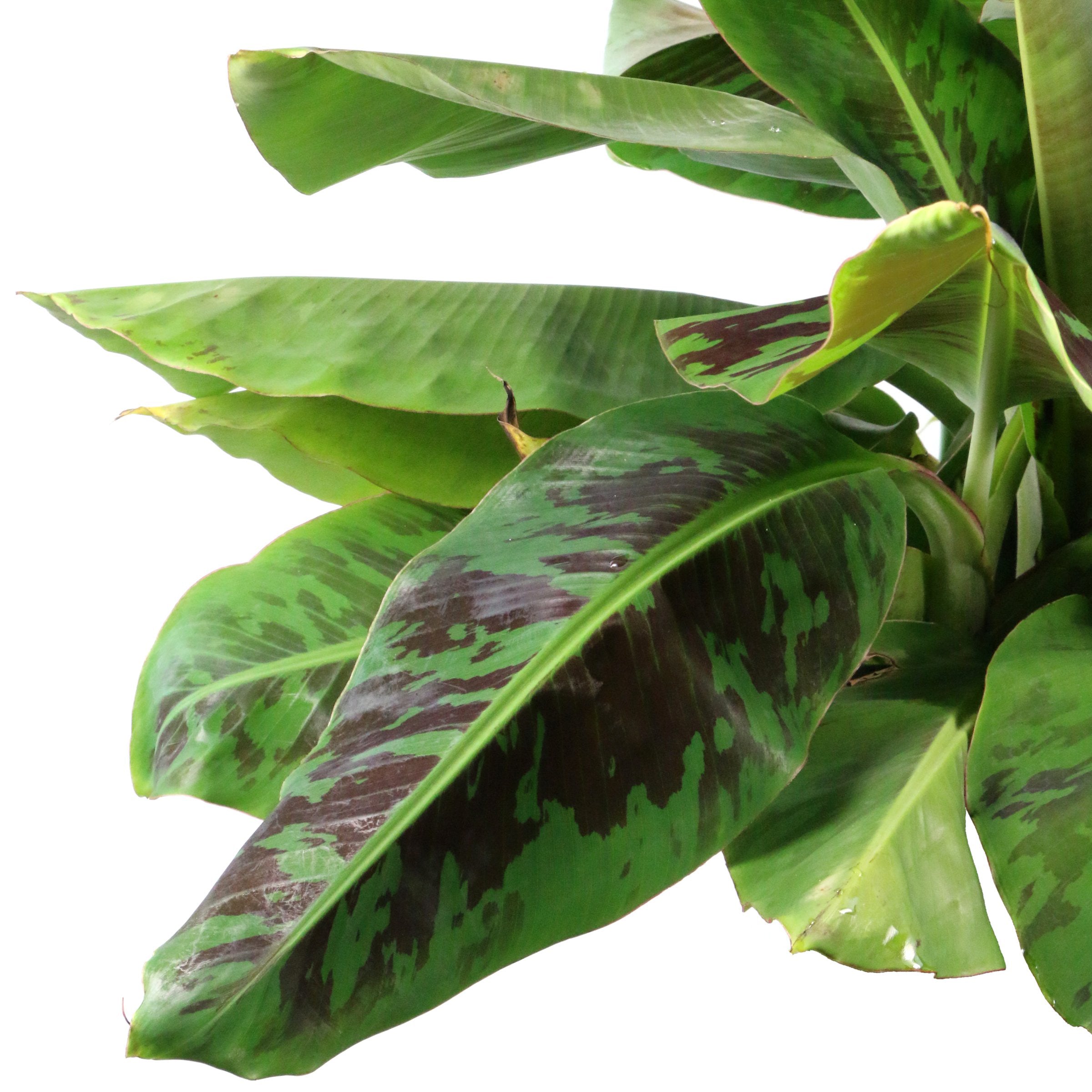 Musa Dwarf Cavendish Banana - 1 Gallon Pot