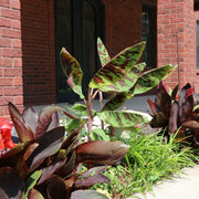 Musa Dwarf Cavendish Banana - 1 Gallon Pot