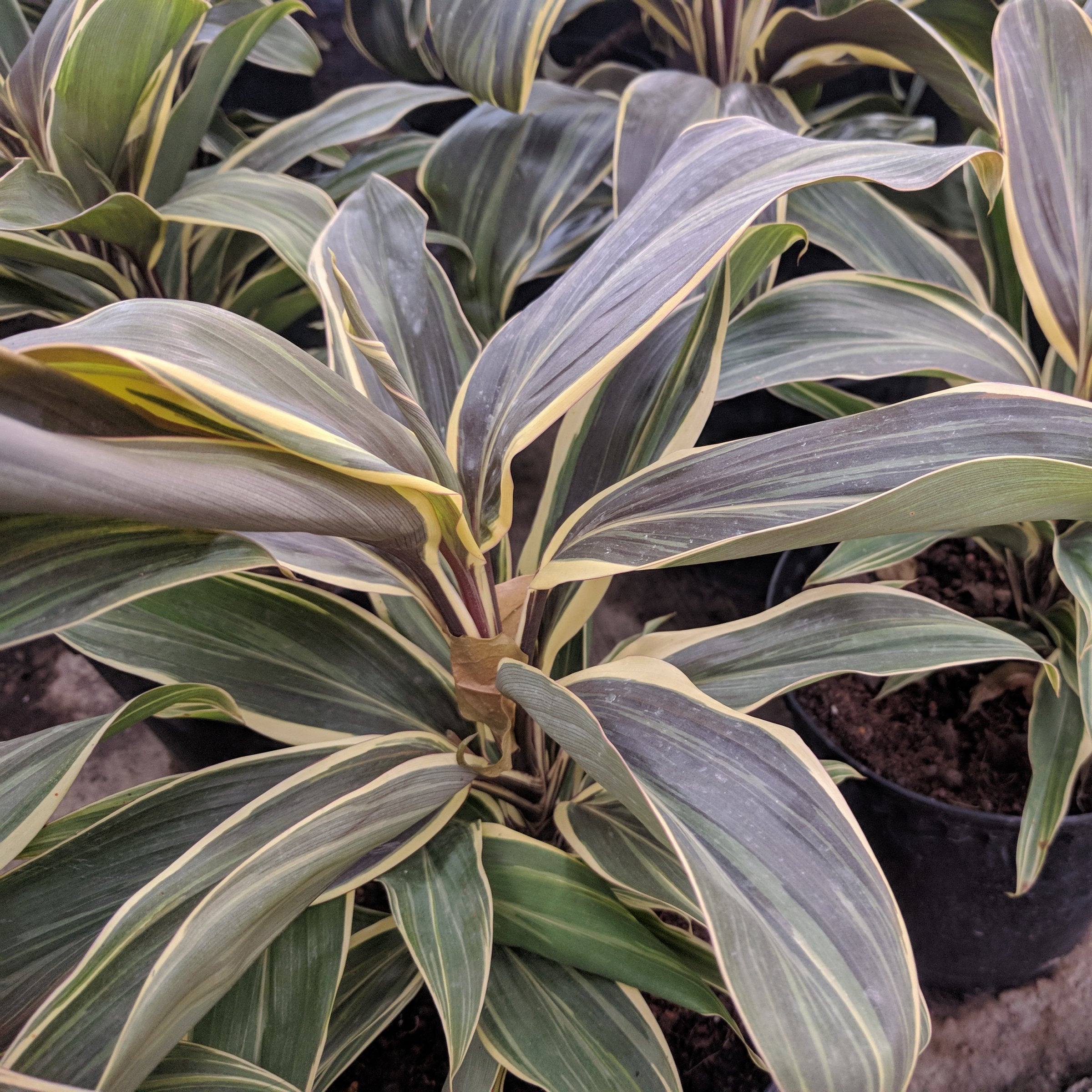 Cottage Farms Direct