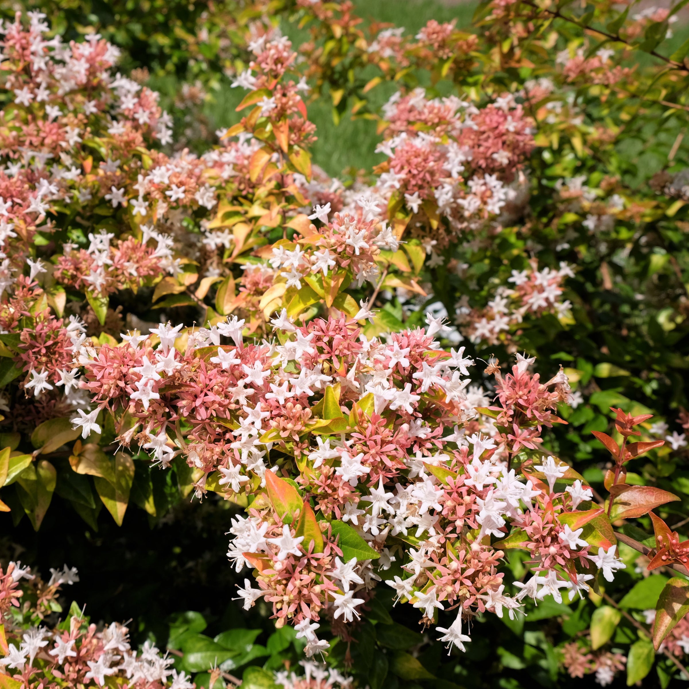 Abelia Peach Perfection  - 3 Gallon Pot