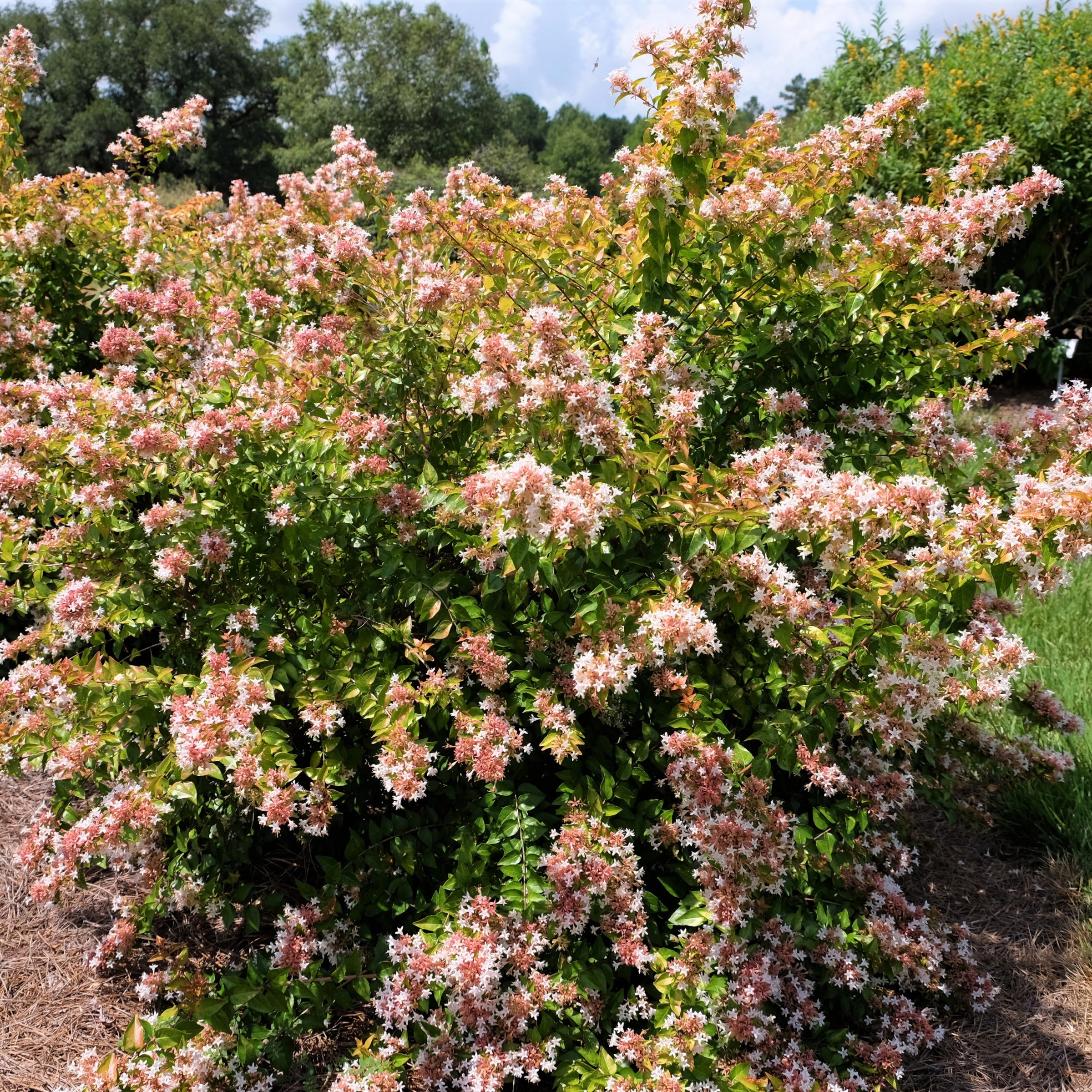 Abelia Peach Perfection  - 3 Gallon Pot
