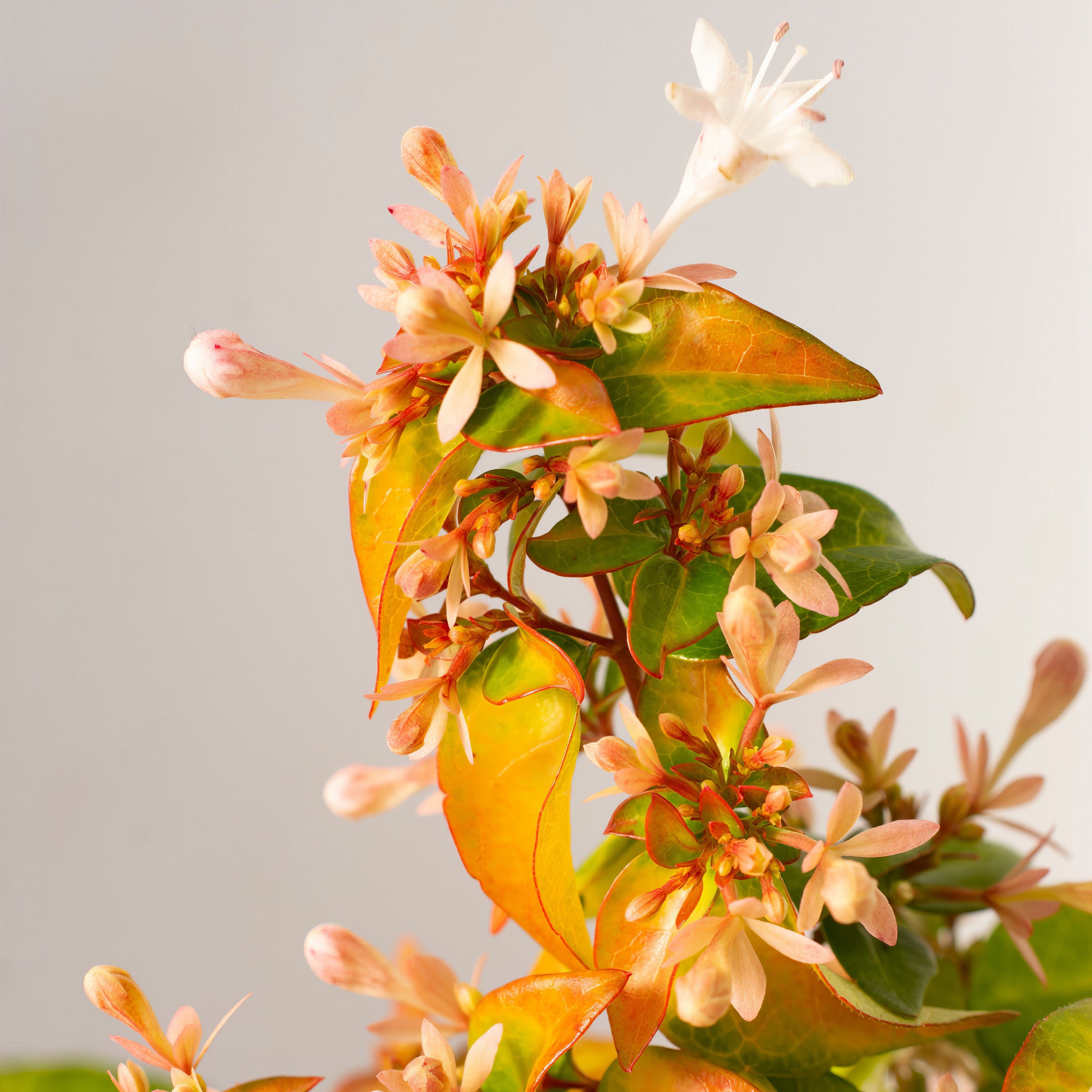 Abelia Peach Perfection  - 3 Gallon Pot