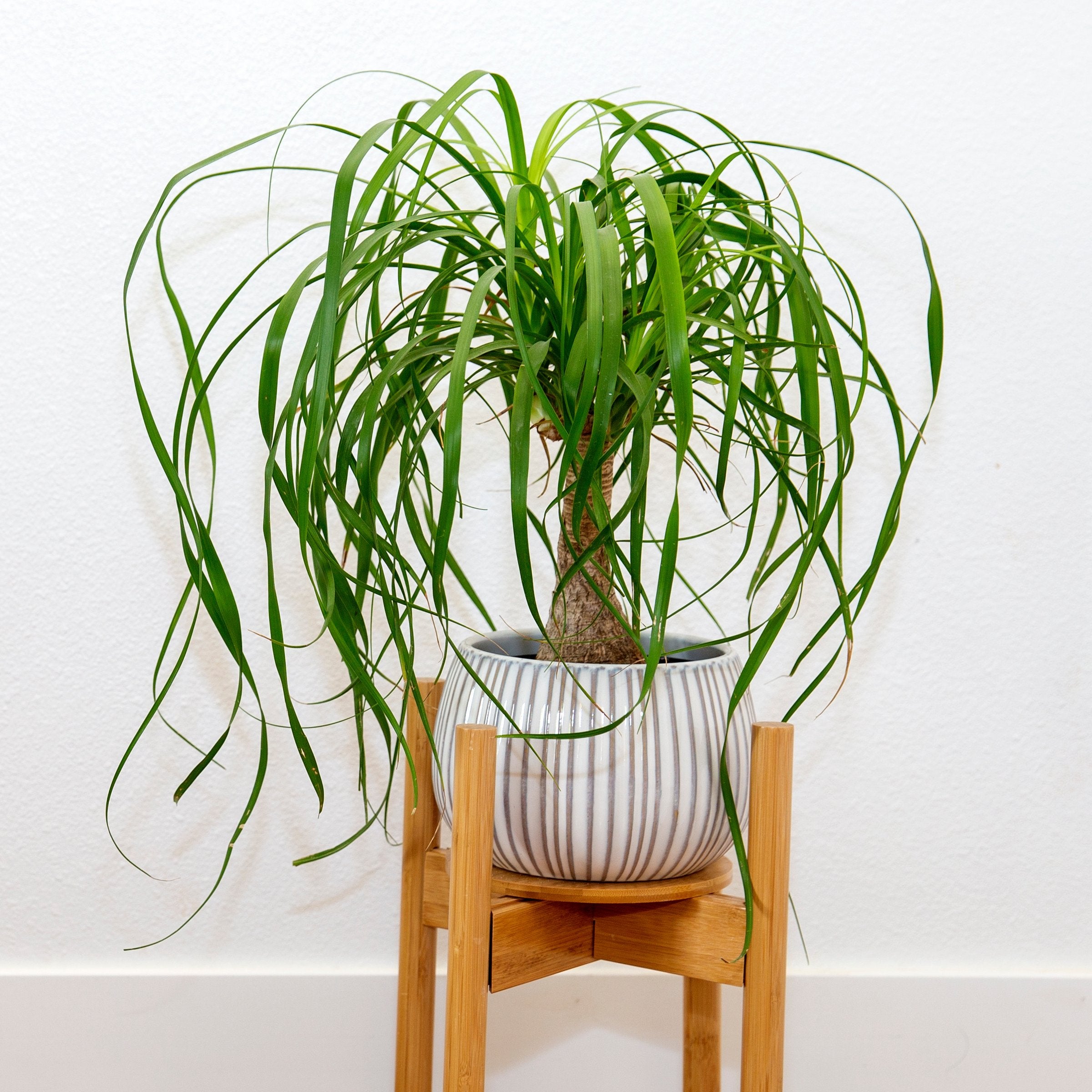 Pet Friendly Plant Club - Delivered Monthly, FREE SHIPPING!