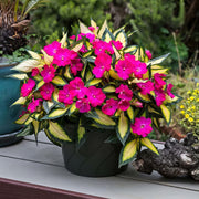 Impatiens, SunPatiens® Compact Tropical Rose - 2.5" Pot