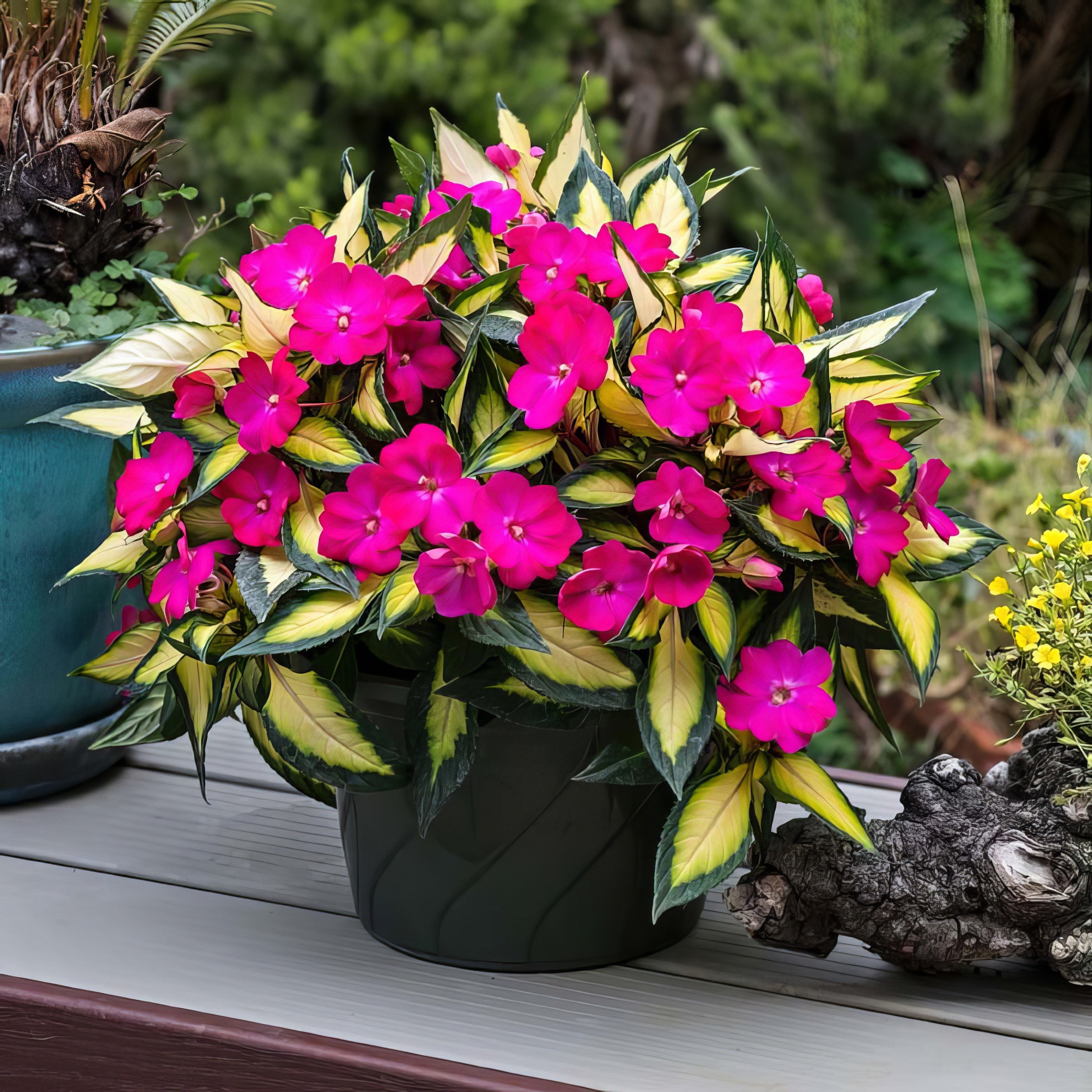 Impatiens, SunPatiens® Compact Tropical Rose - 2.5" Pot