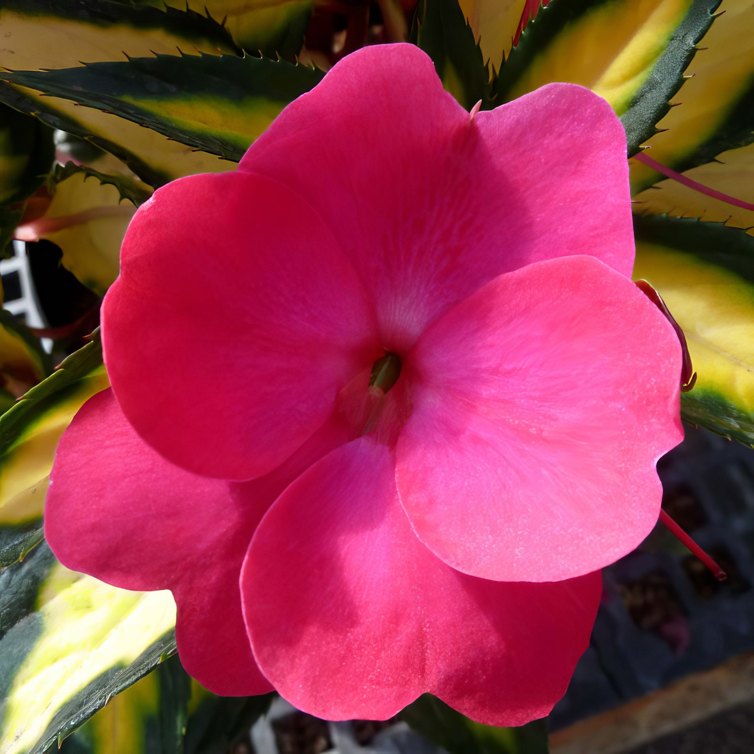 Impatiens, SunPatiens® Compact Tropical Rose - 2.5" Pot