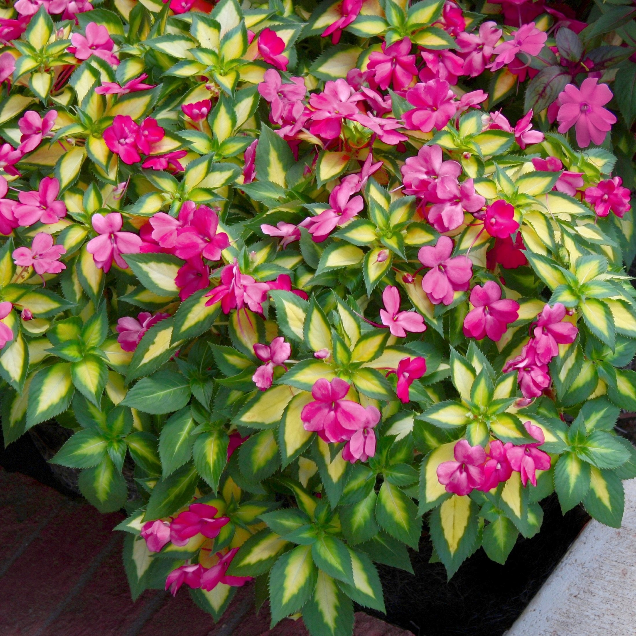 Impatiens, SunPatiens® Compact Tropical Rose - 2.5" Pot