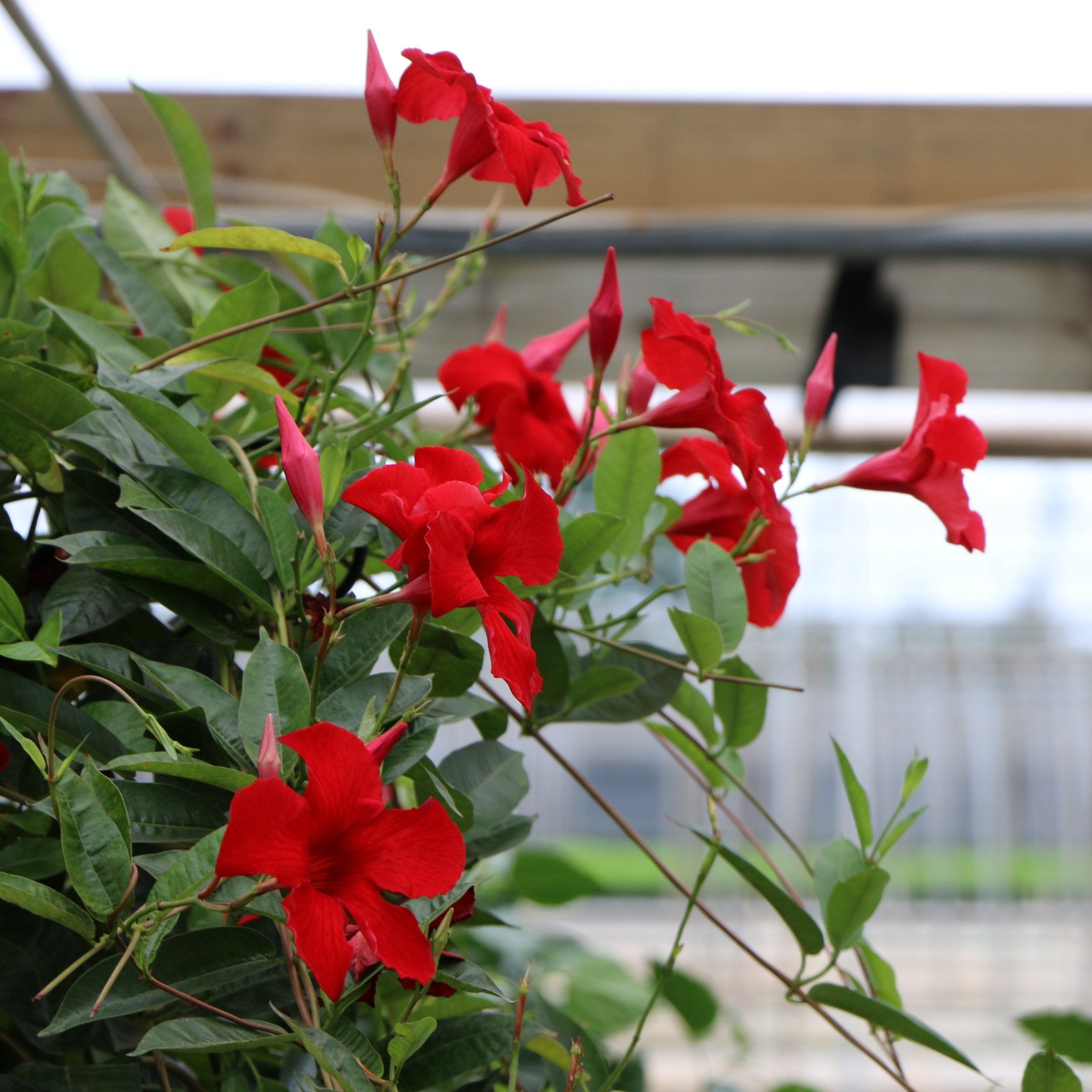 Mandevilla Madinia® Deep Red Dipladenia, 4" Pot